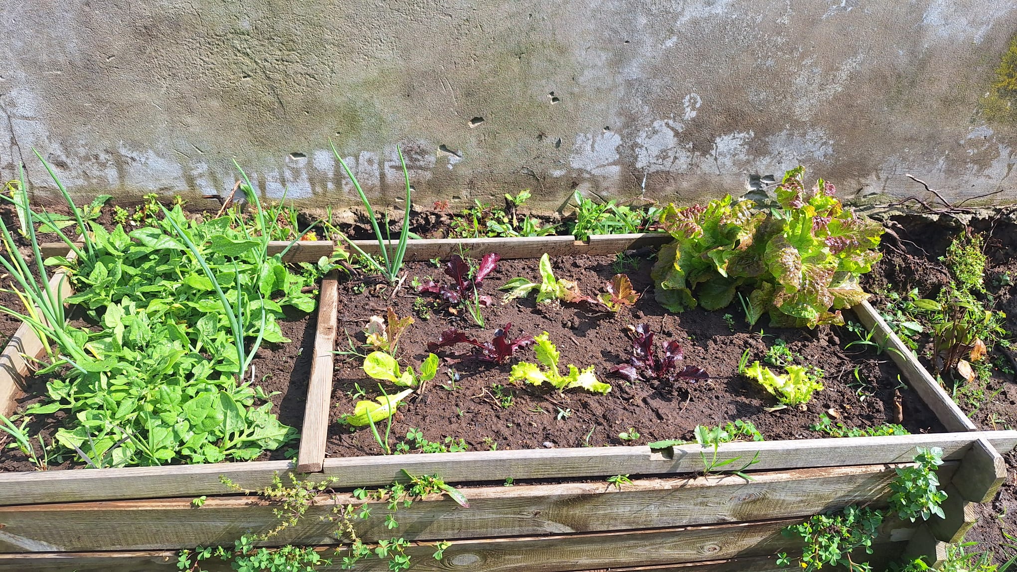 Crescimento dos agrioes, espinafres e alfaces