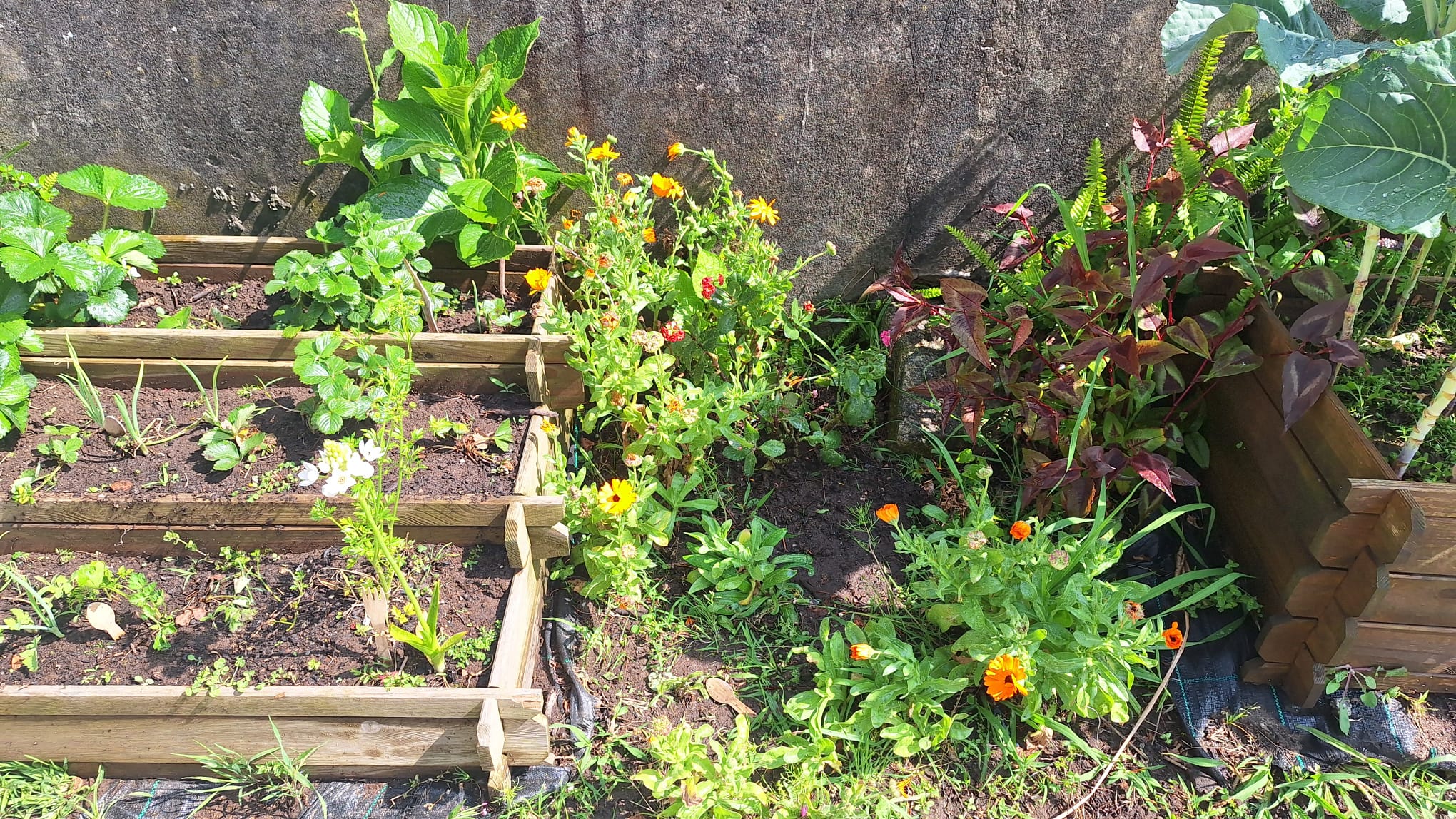 Desenvolvimento das plantas2
