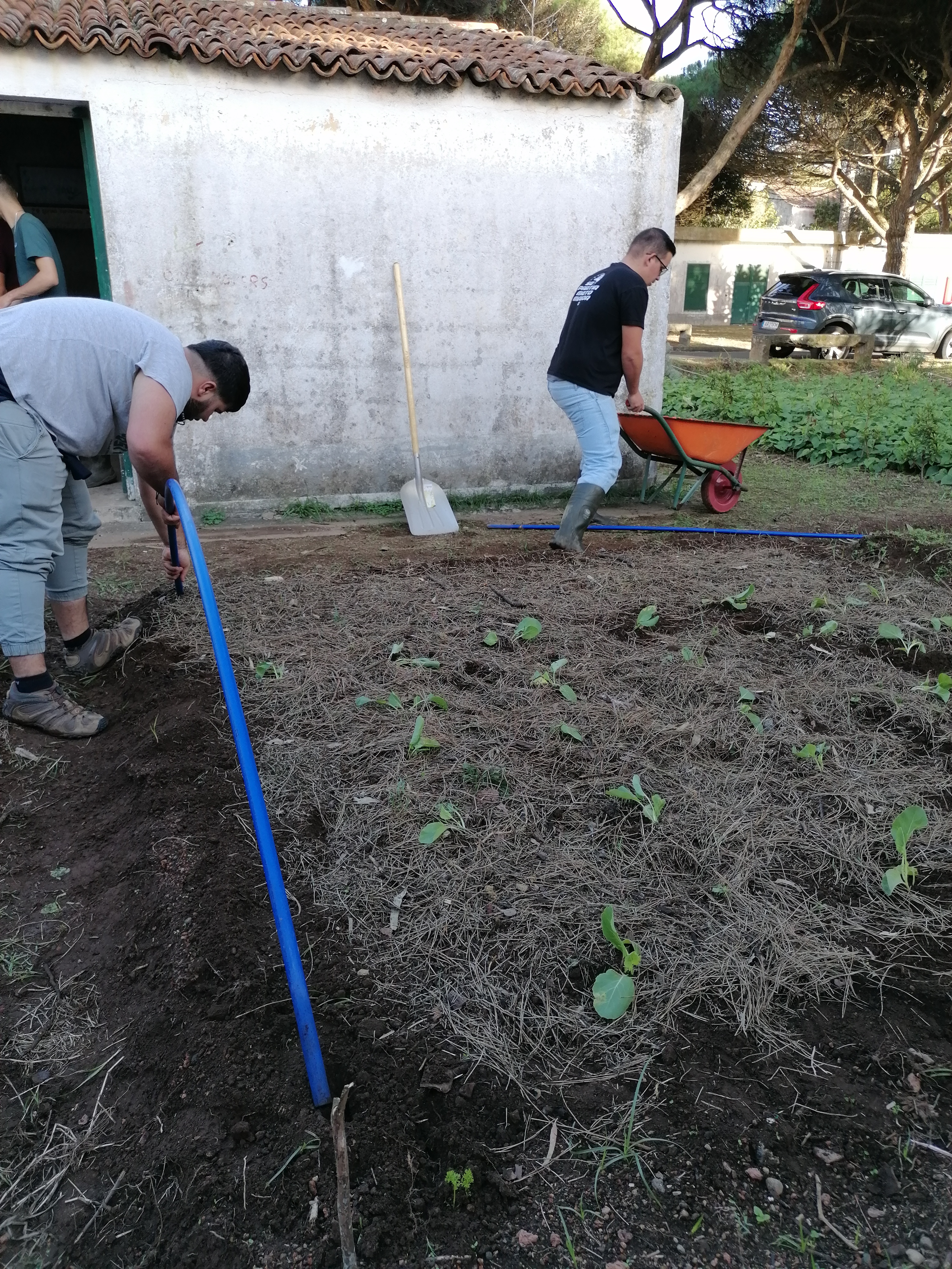 Mulching no canteiro das couves.
