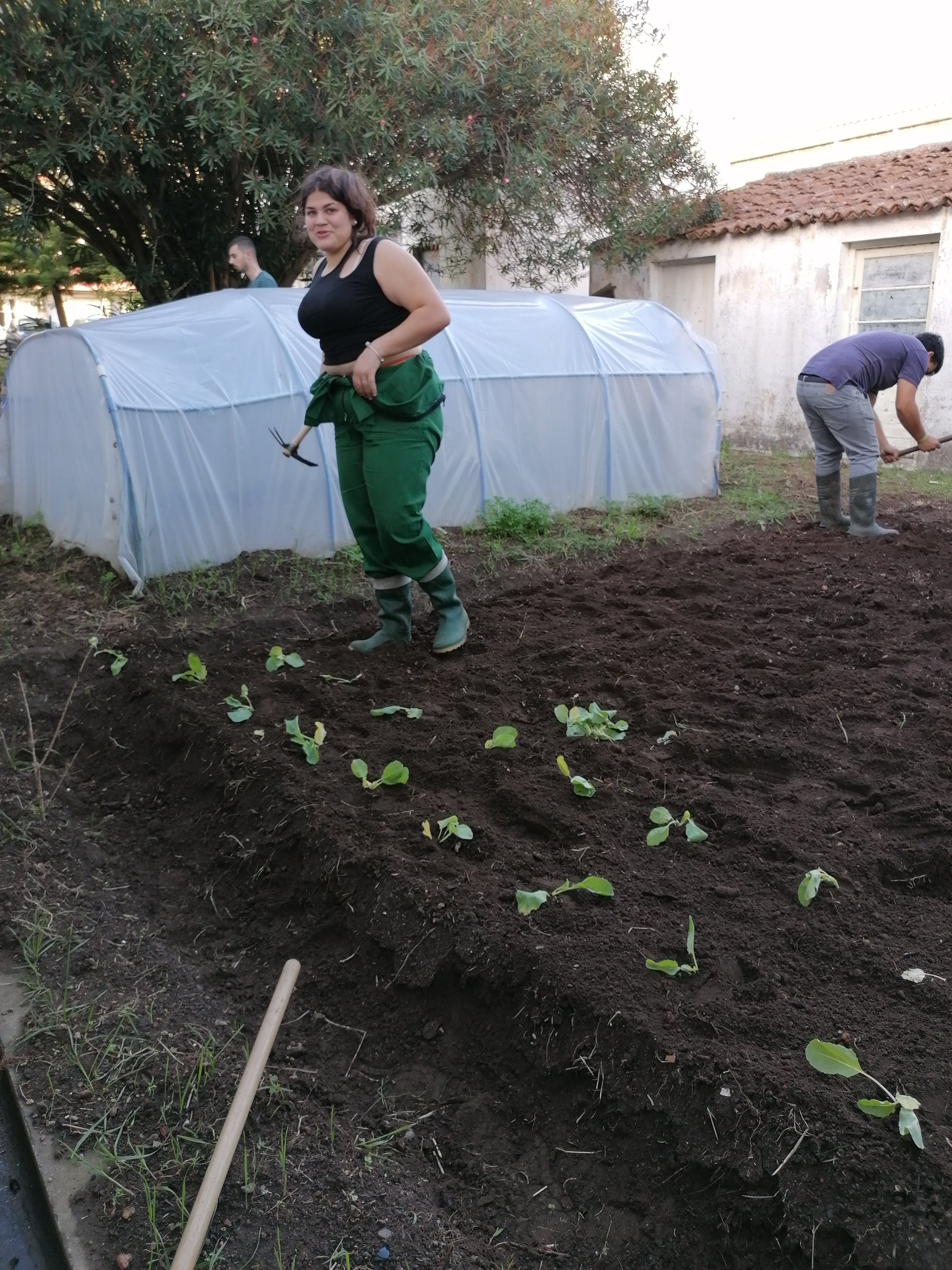 Plantação de couve.