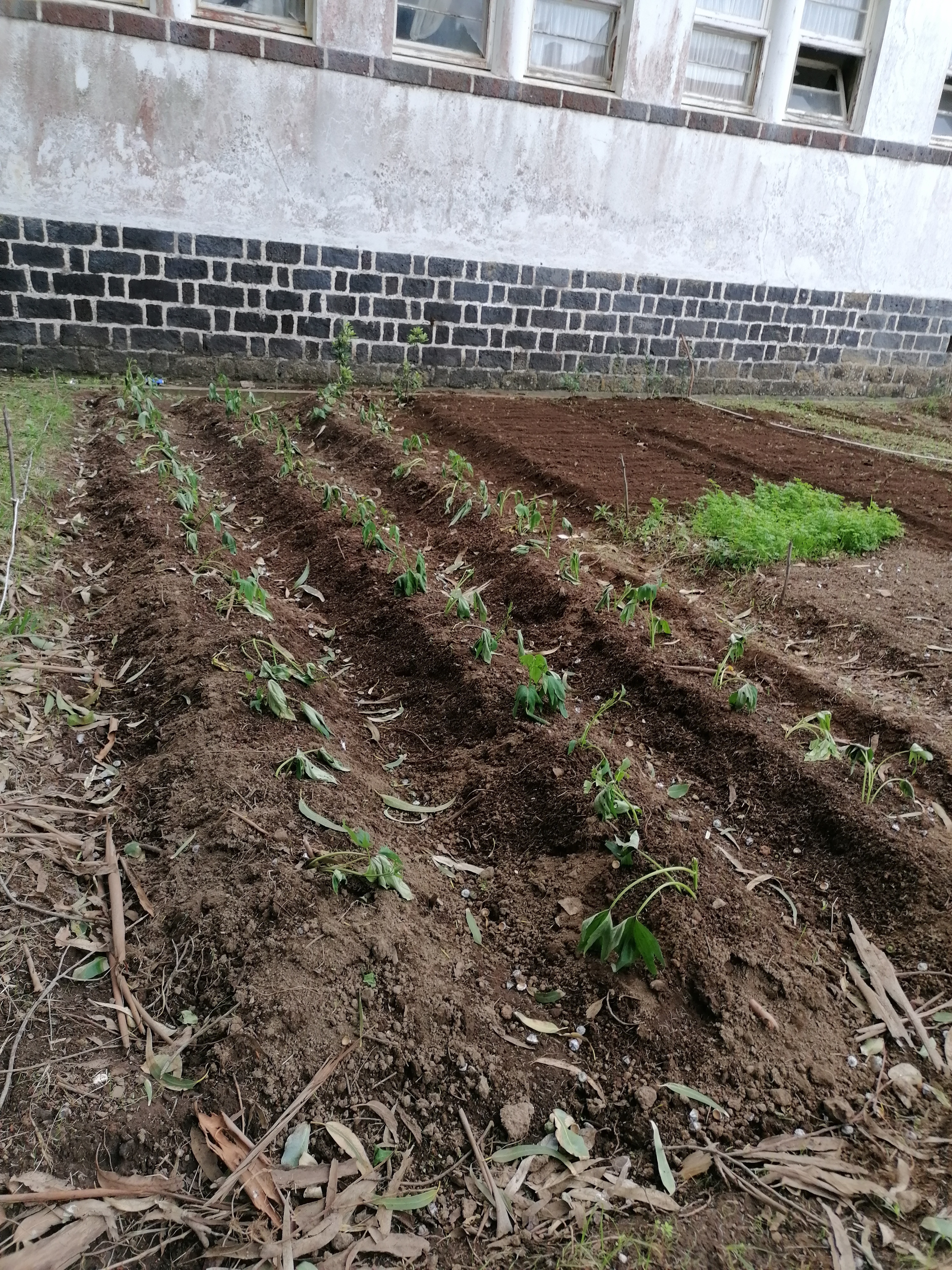 Plantação de batata doce