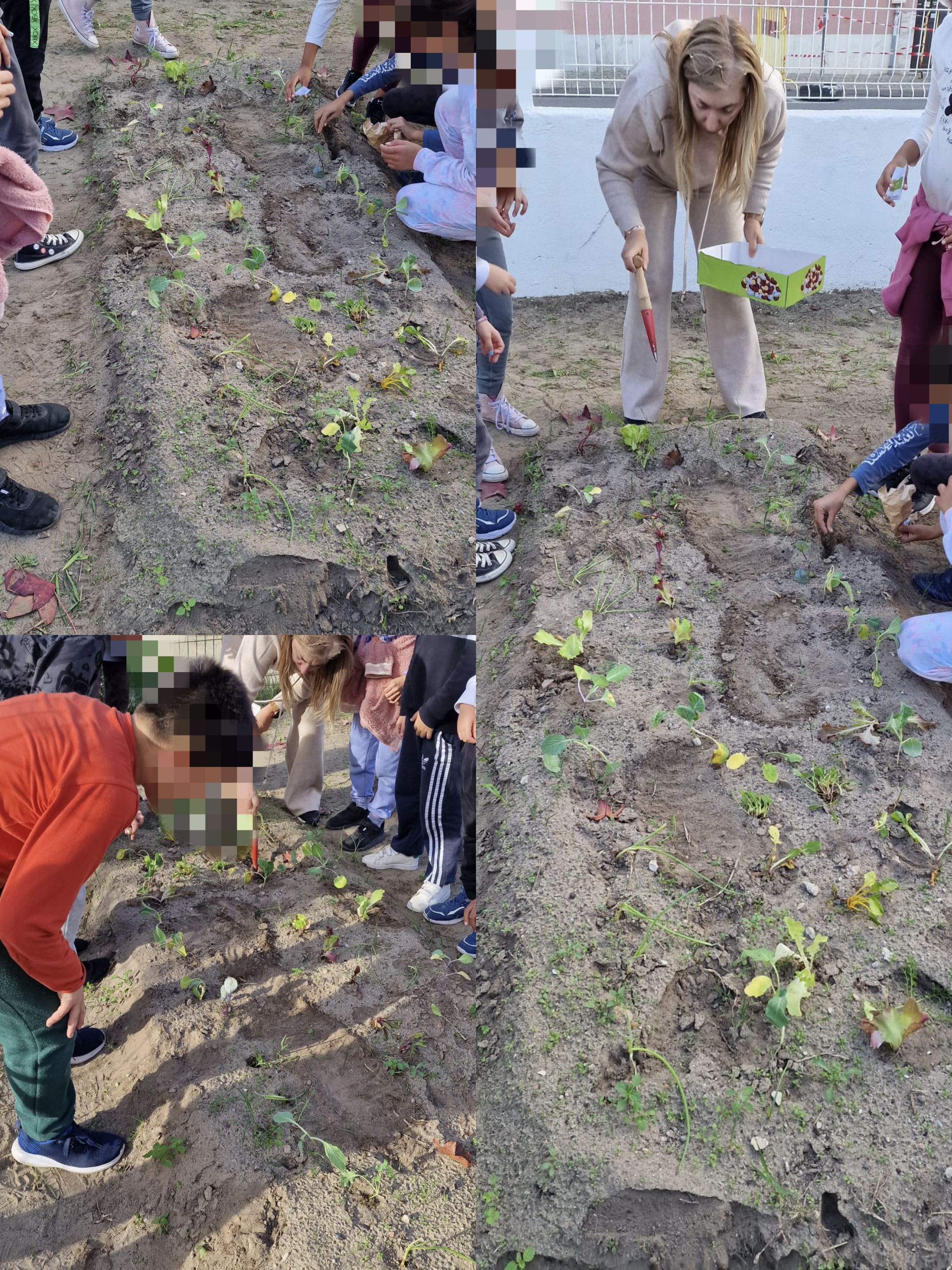 O cultivo de sementeiras permitiu integrar saberes de várias áreas curriculares, estimulando a curiosidade, o pensamento crítico e o respeito pelos ciclos naturais, em consonância com uma educação inclusiva e ativa.