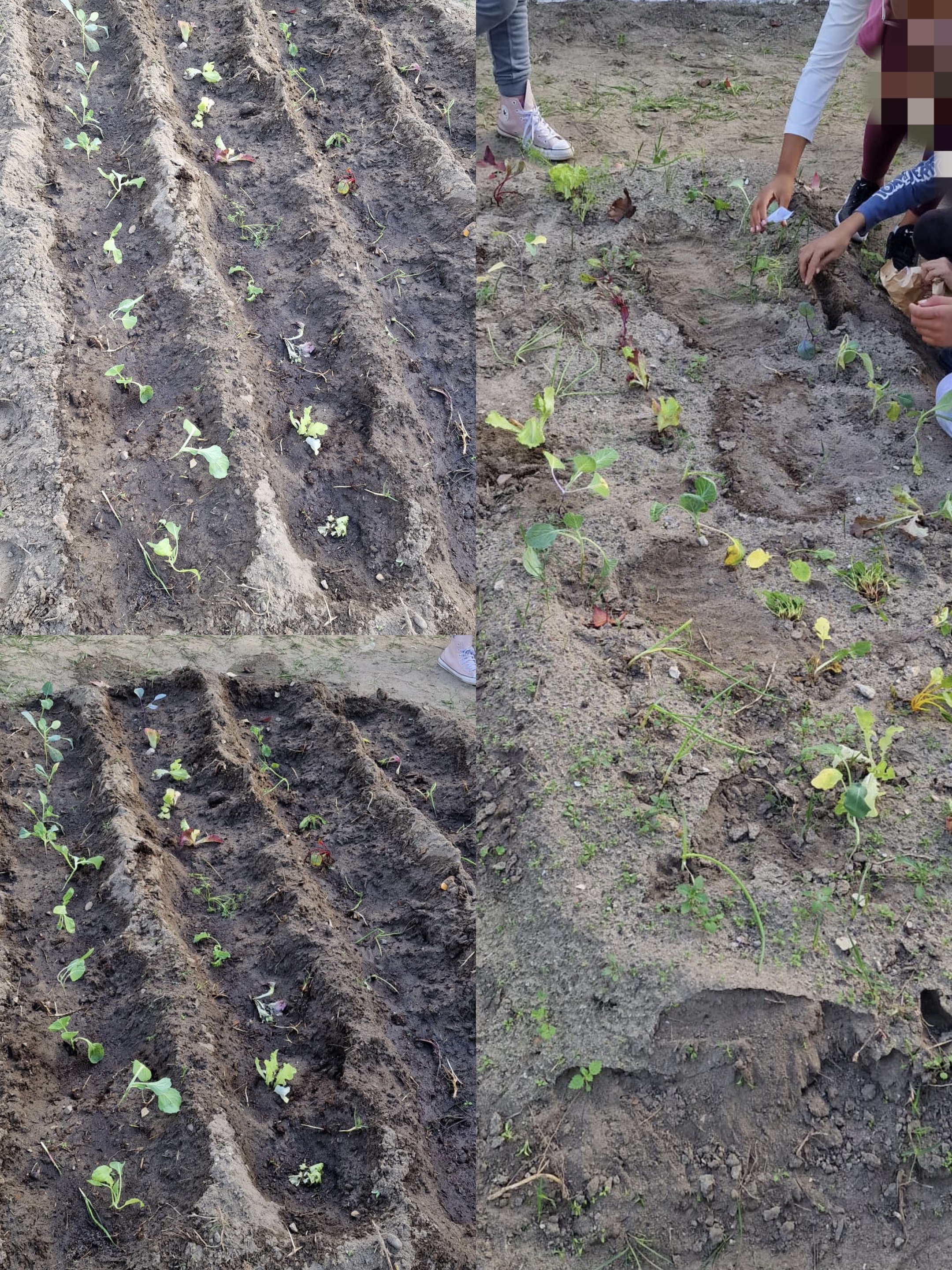 A preparação da terra na horta pedagógica envolveu todos os alunos num trabalho colaborativo, promovendo o desenvolvimento de competências práticas, a responsabilidade ambiental e a valorização do trabalho em equipa.
