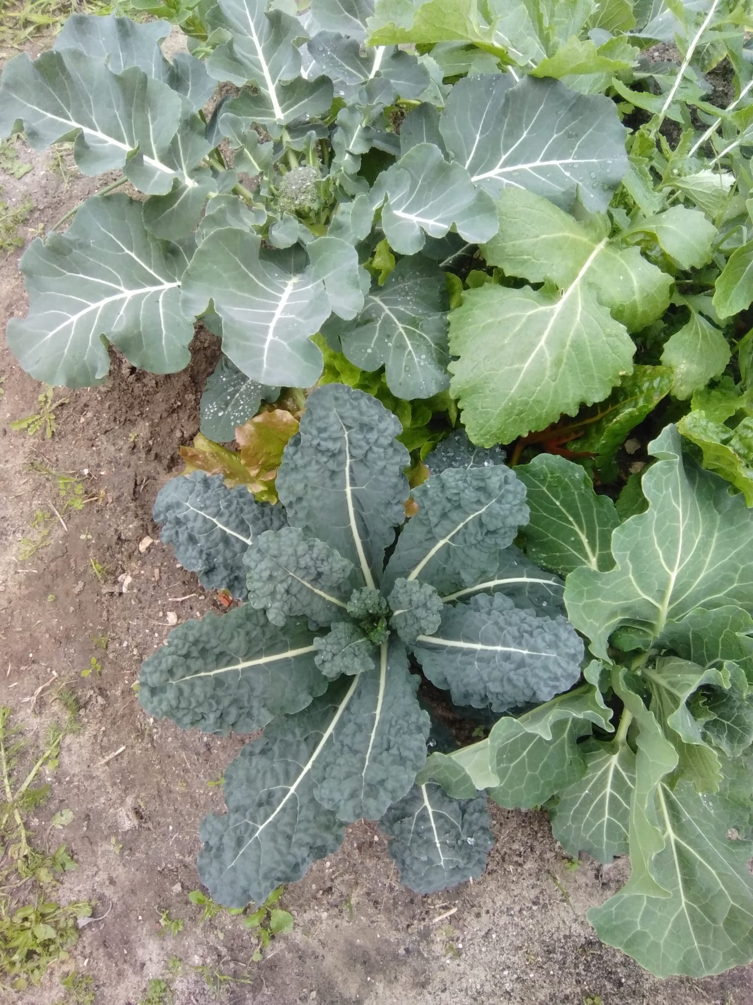 Cresceram com carinho, na nossa horta biológica.