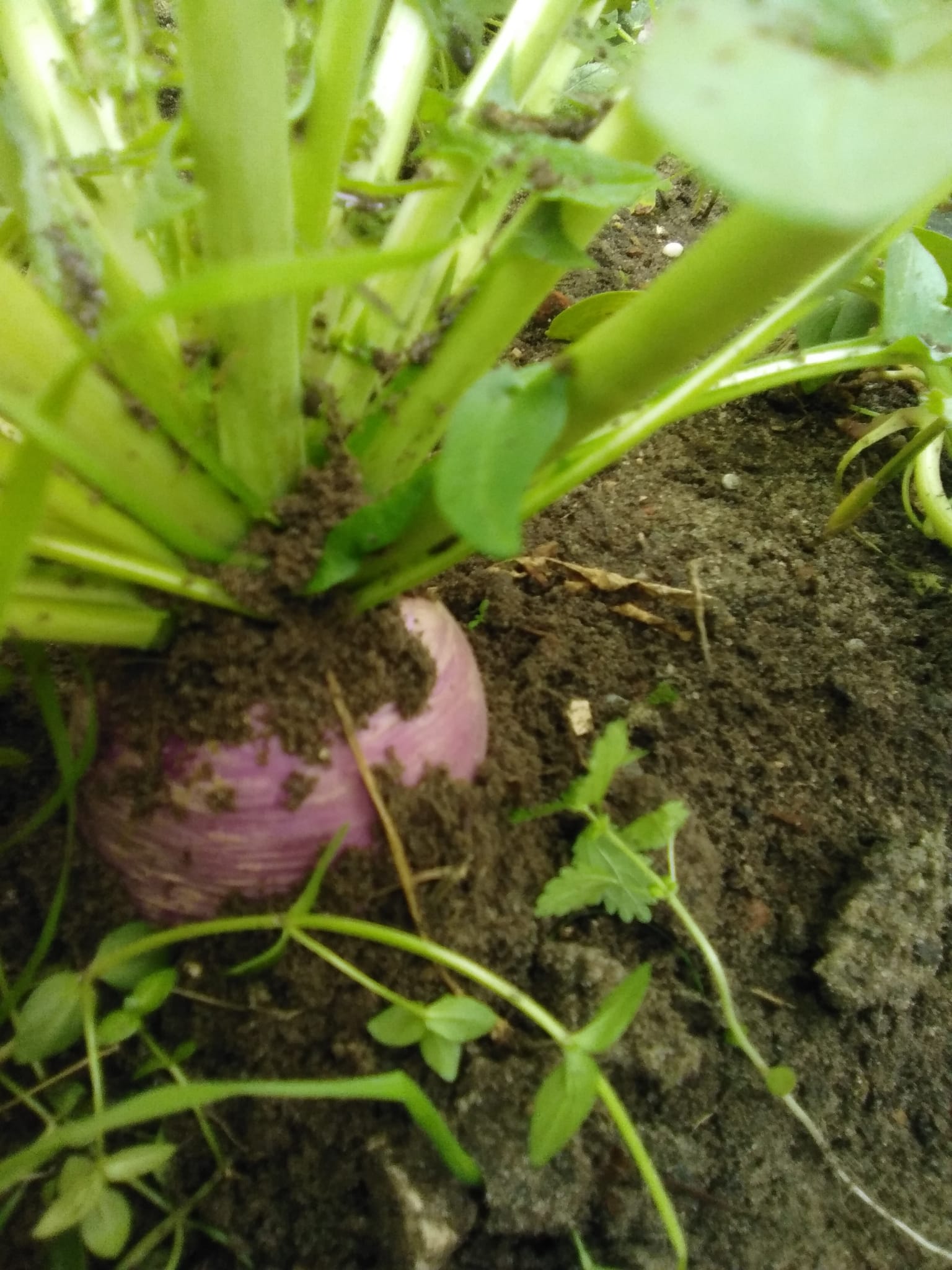 Cresceram com carinho, na nossa horta biológica.