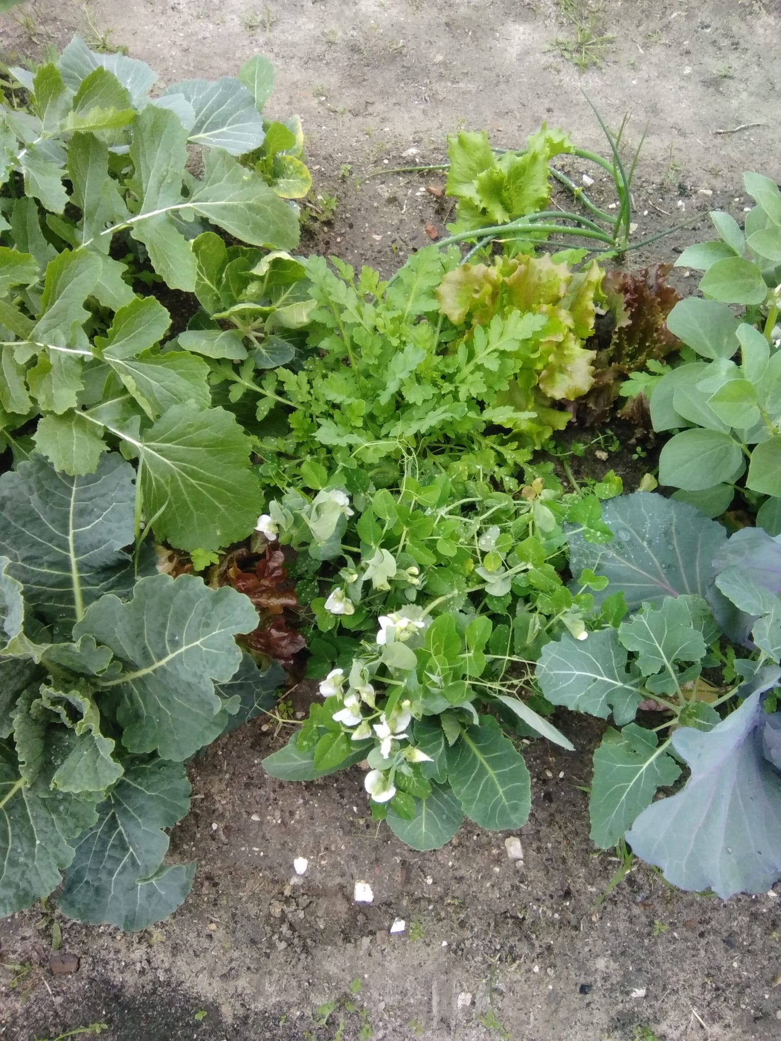 Cresceram com carinho, na nossa horta biológica.