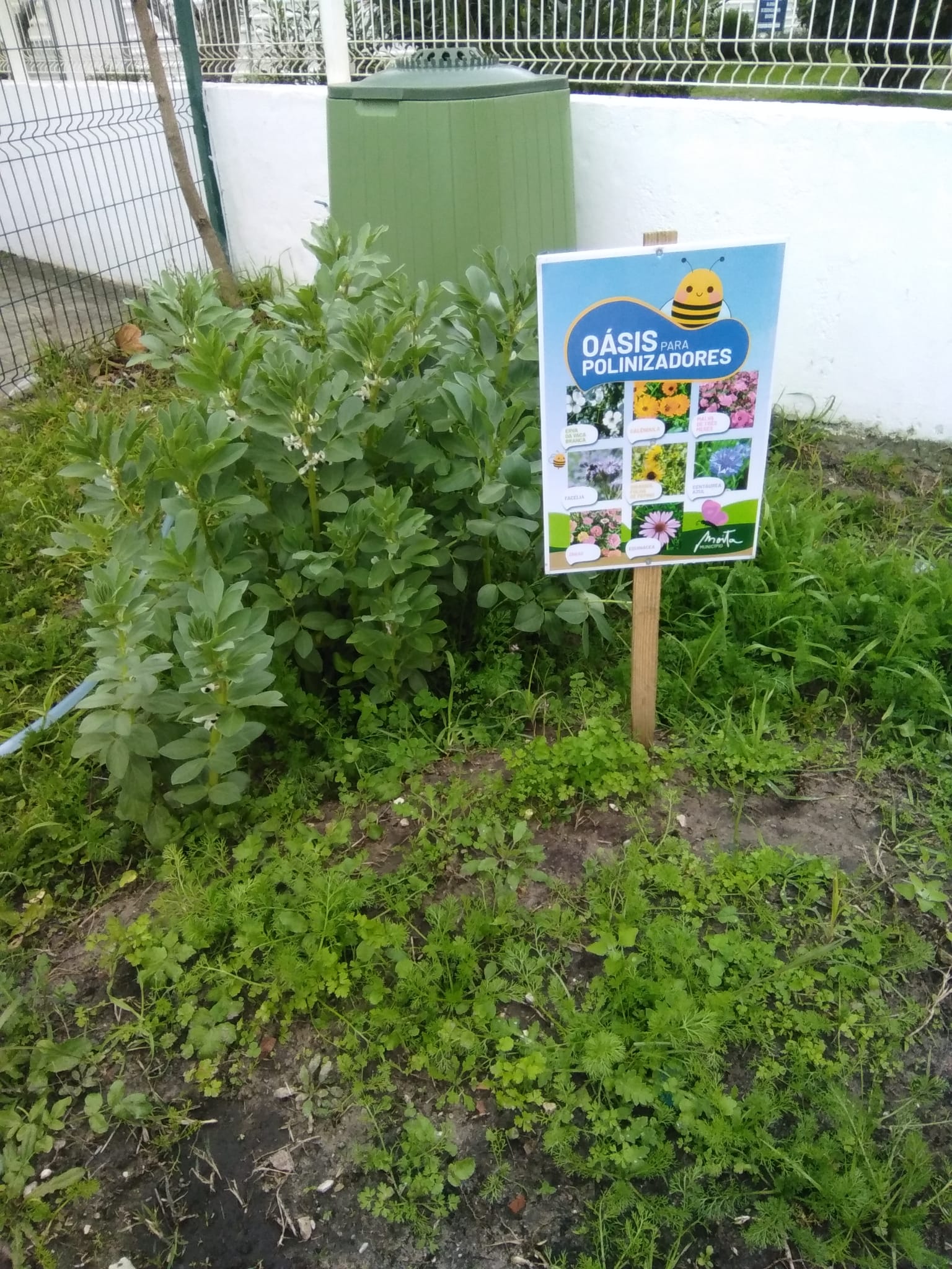 Cresceram com carinho, na nossa horta biológica.