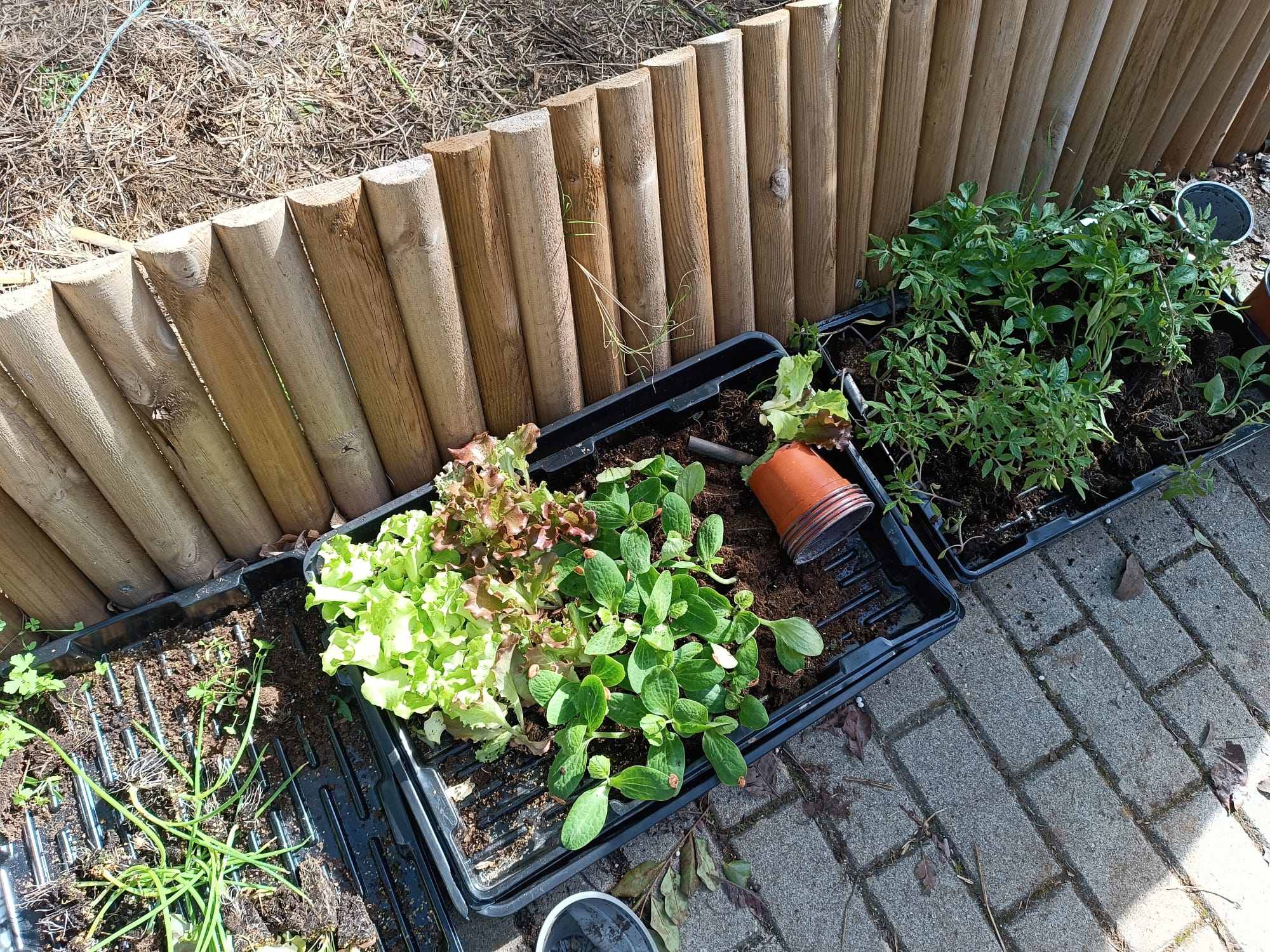 Plantas companheiras