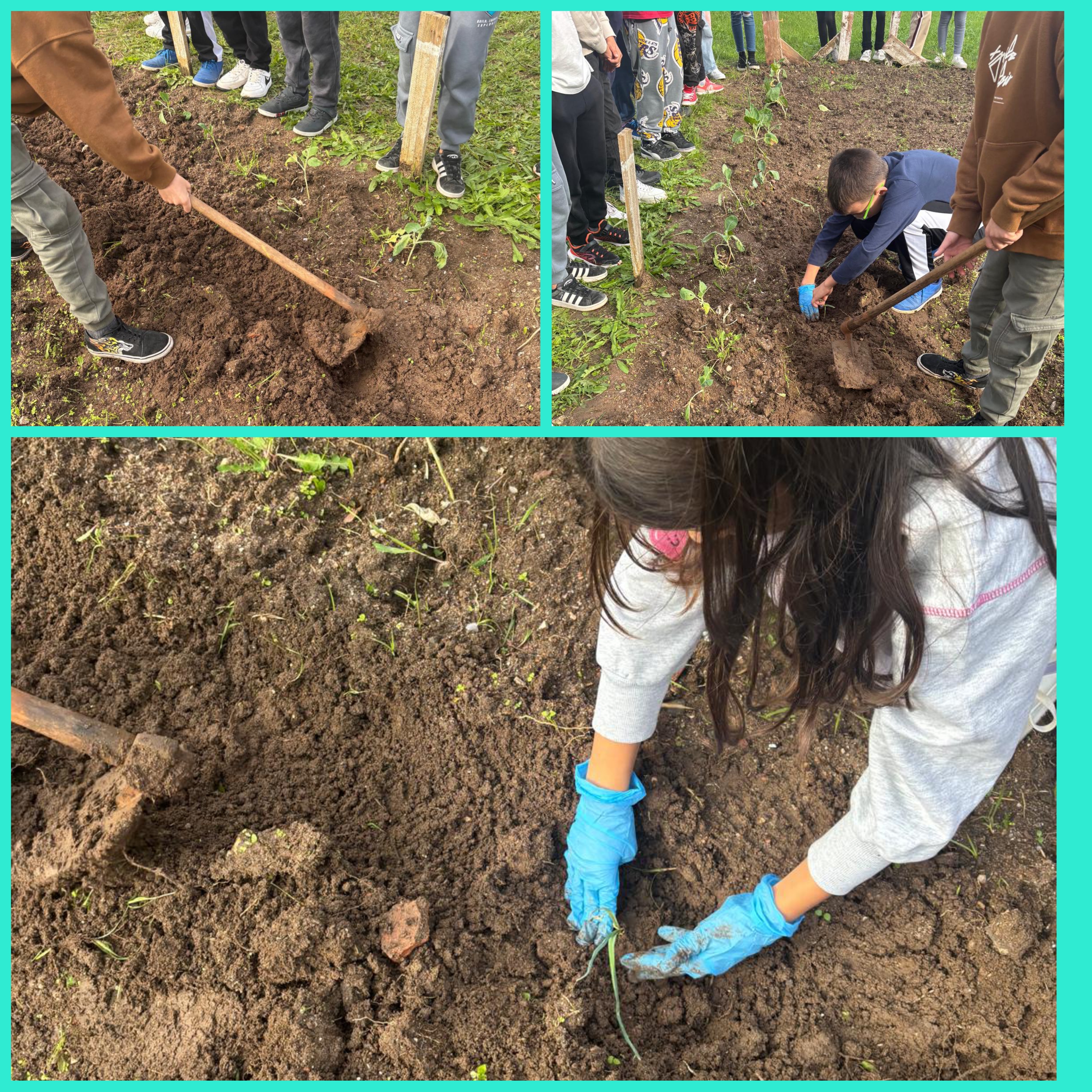 Turma 4B
Início de plantação
Tratamento da terra e plantação dos primeiros plantas