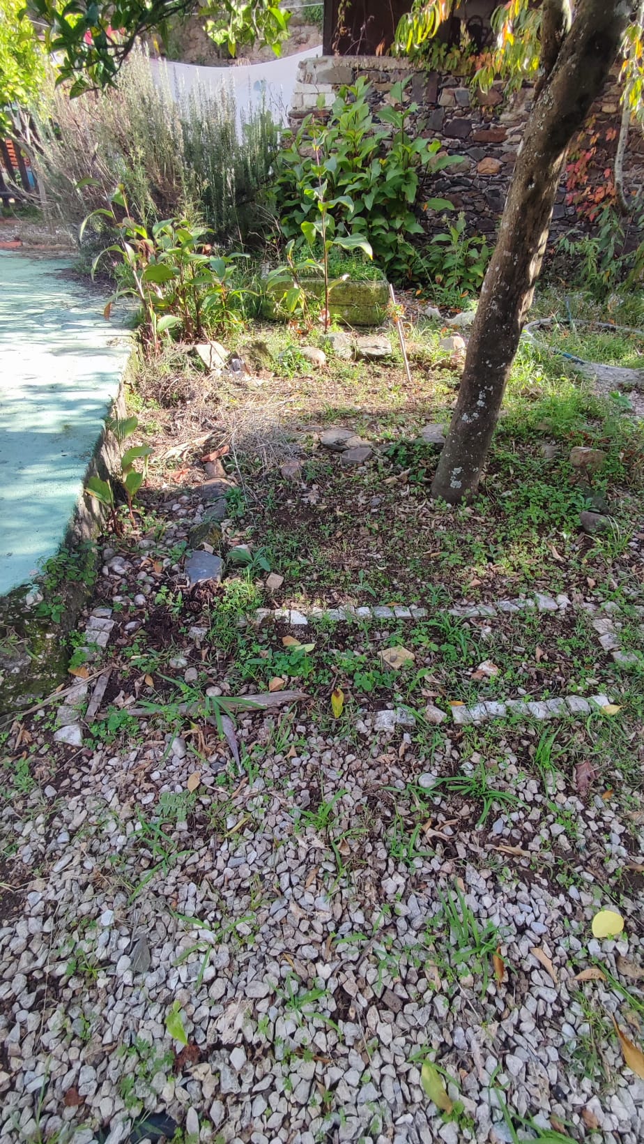 Vista do espaço da horta no início do ano letivo.
Foi decidido, devido à natureza da escola, transformar Grande parte do espaço da horta num jardim de ervas aromáticas, que os alunos pudessem cuidar e usar nas aulas práticas de cozinha, pastelaria e bar.