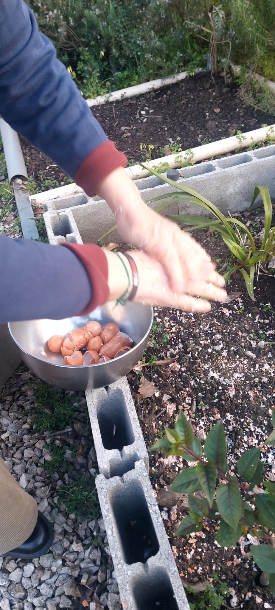 Utilização de cascas de ovos para fertilizar o terreno e afastar pragas.
Foi ensinado aos alunos que não utilizamos adubos, nem pesticidas, mas que podemos adubar e afastar pragas, recorrendo a borras de café, cascas de bananas e cascas de ovos.