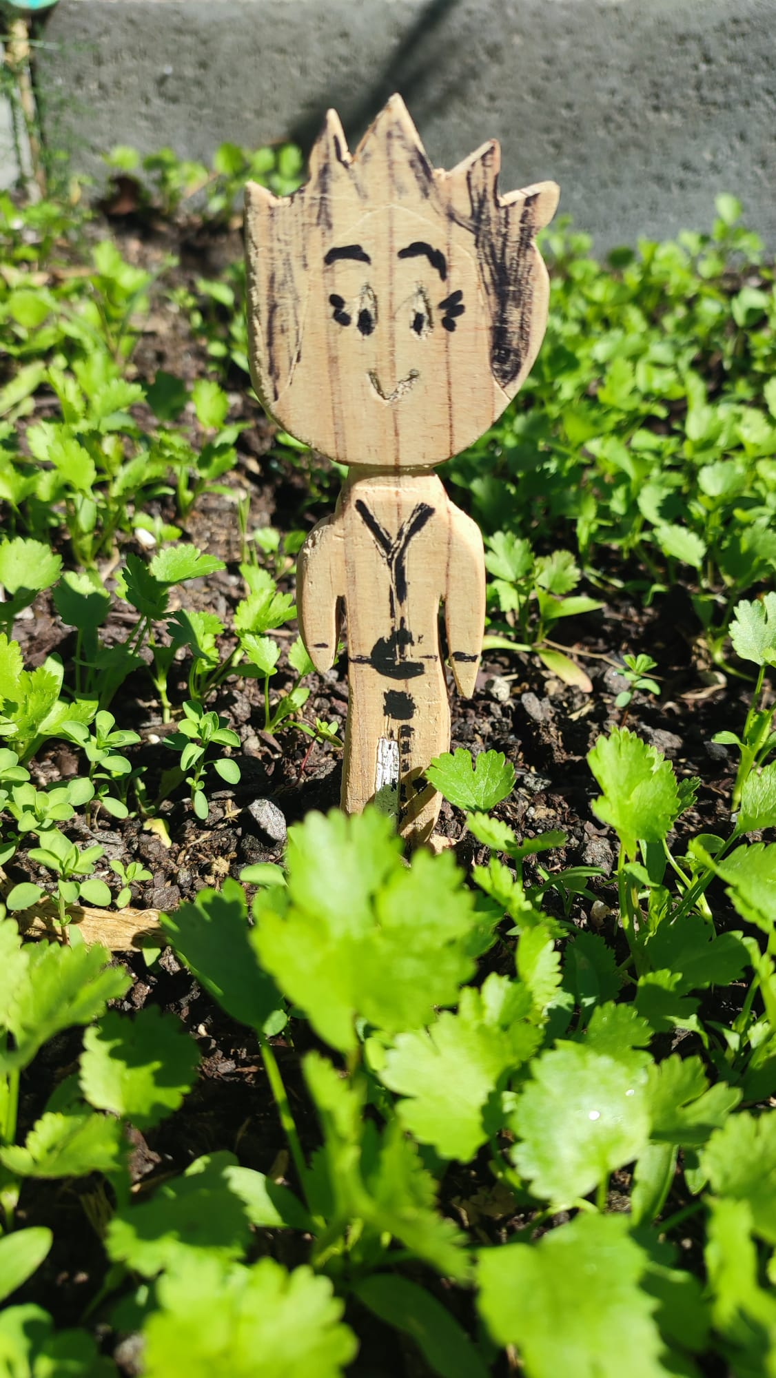 Os primeiros coentros da horta.
Foi com alegria que vimos despontar as primeiras plantas. Neste caso, os coentros, com a sua placa identificativa.