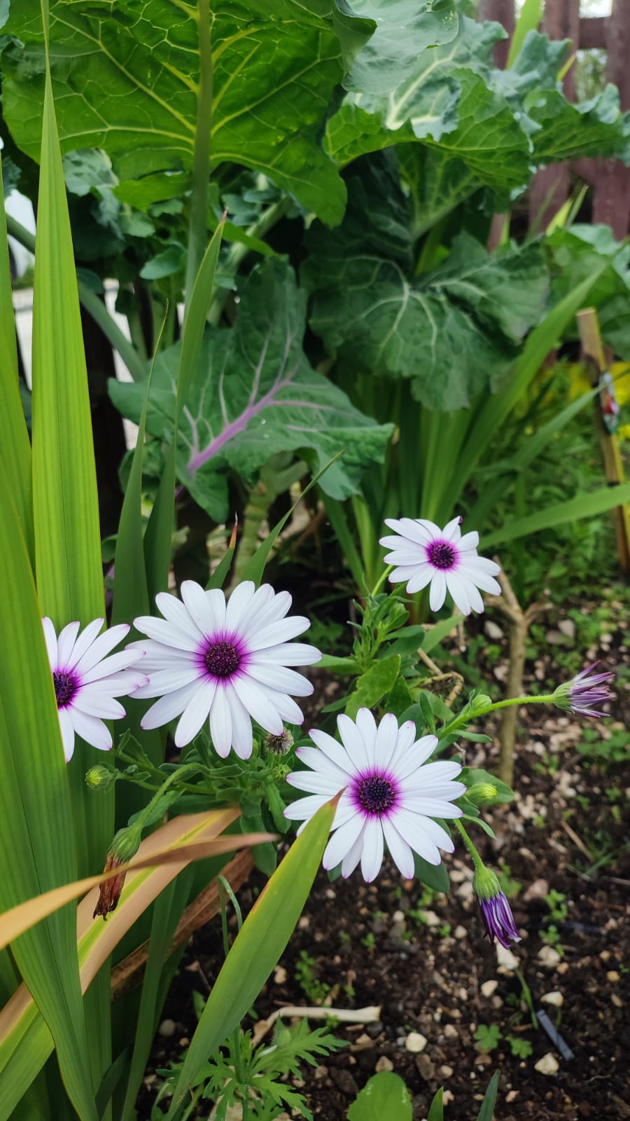 Flores no meio das Culturas.
Além do jardim de aromáticas, foi feito um jardim de polinizadores. Apesar de existirem alguns espaços dedicados a flores, foram espalhadas flores pelos canteiros, para favorecer a polinização e afastar algumas pragas.