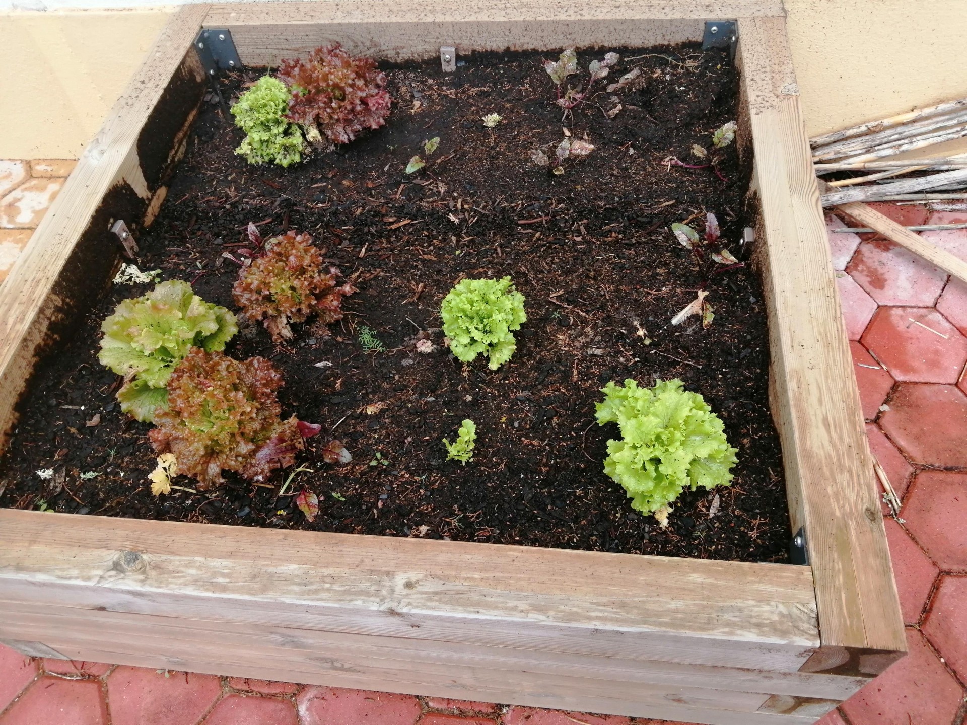 foto tirada em fevereiro- evolução do crescimento das plantas