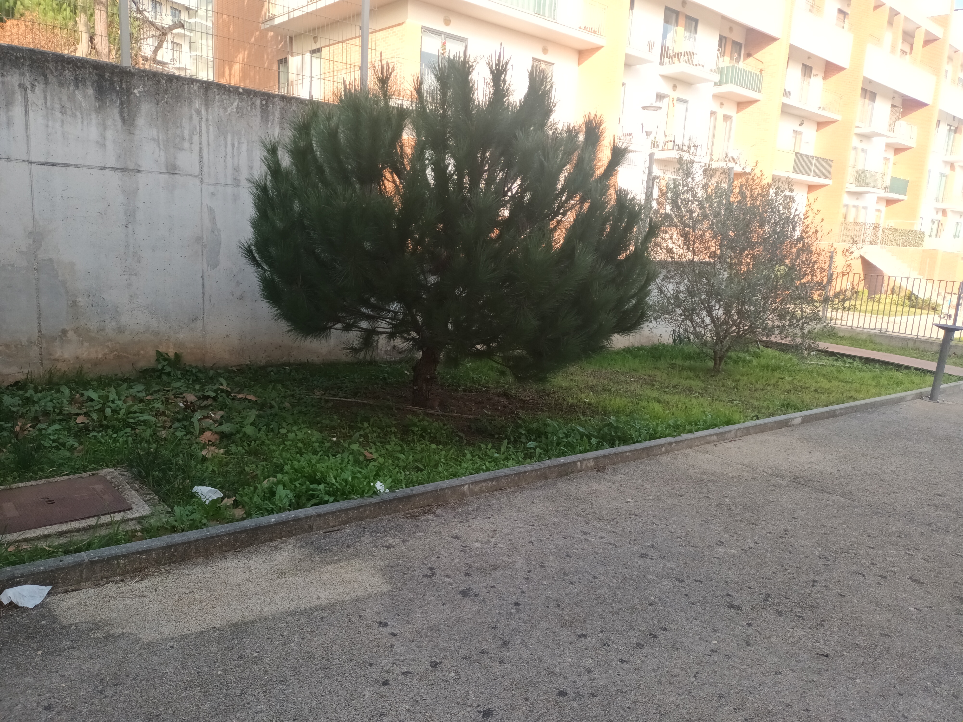 Horta pousio 2