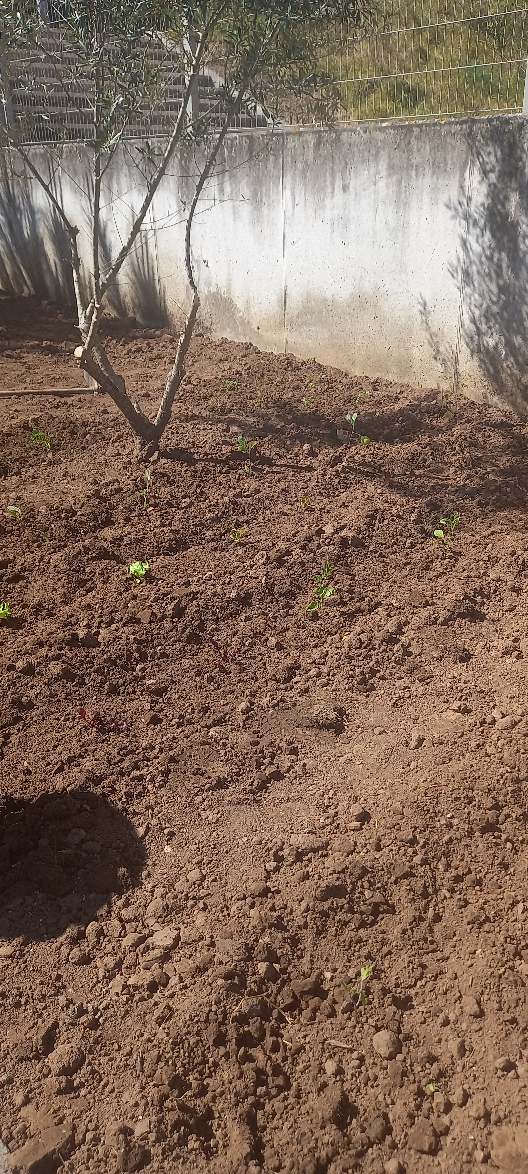Terreno plantado