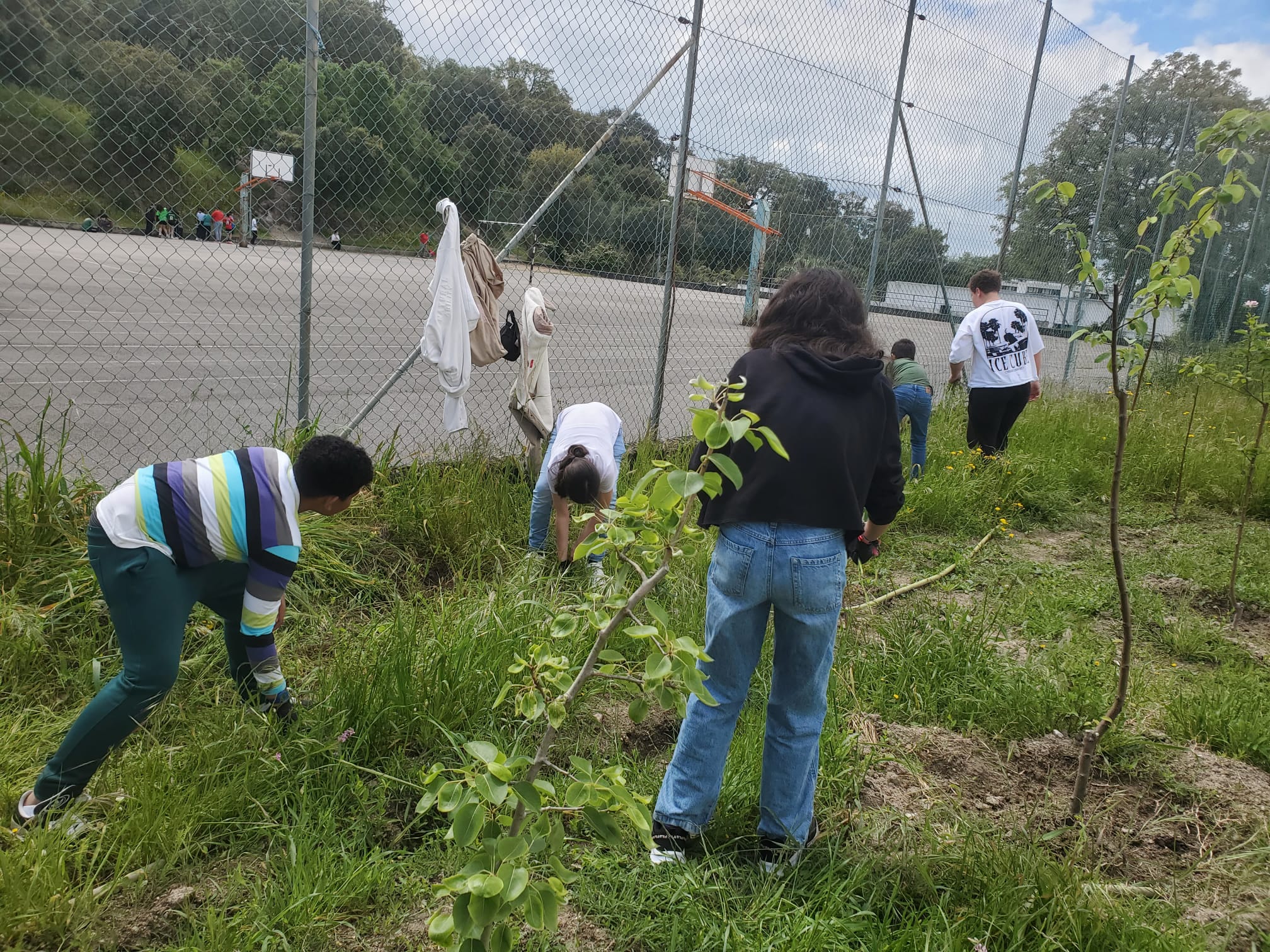 Os alunos removem ervas daninhas na zona do pomar.
