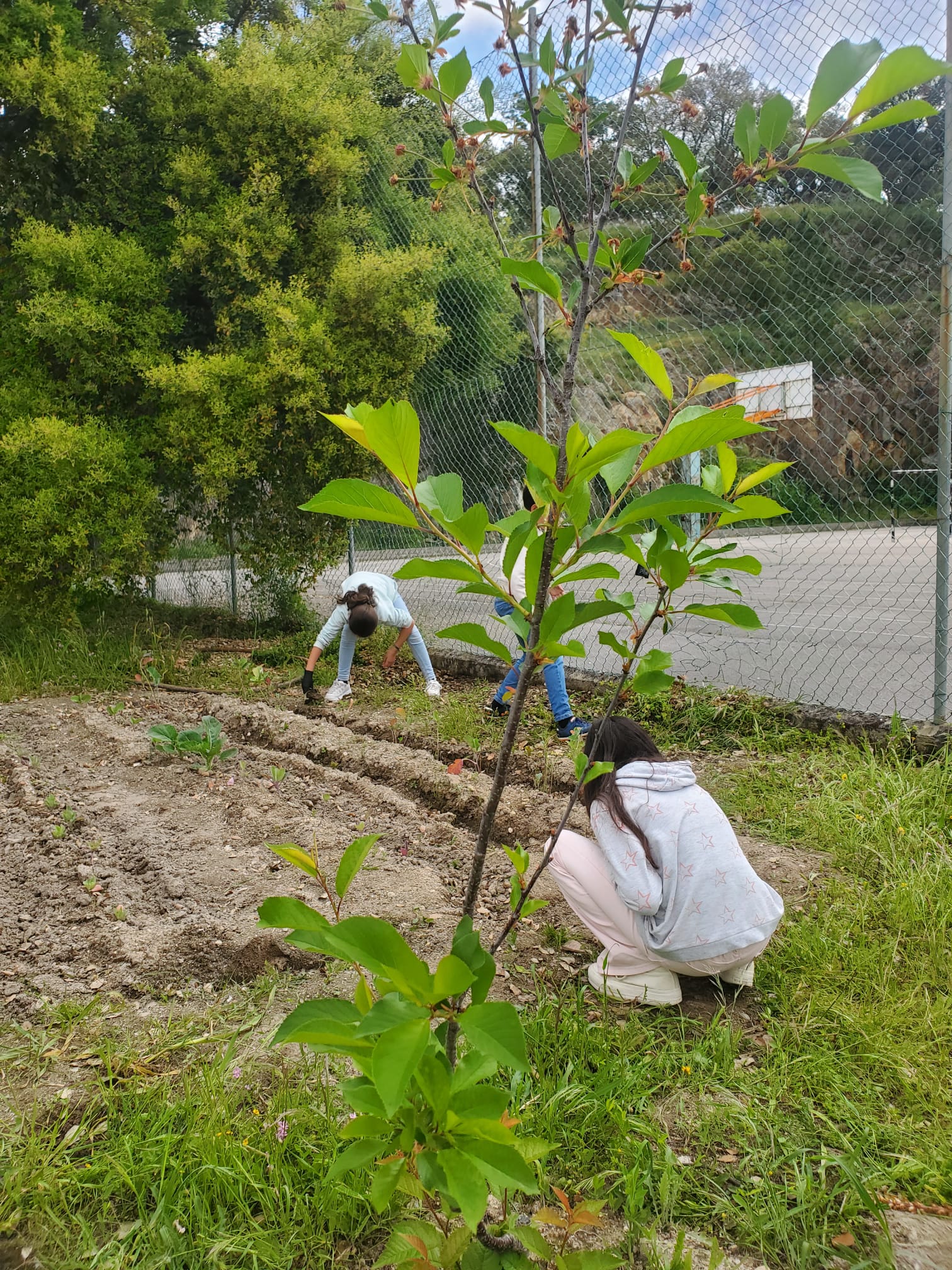 Limpeza da zona envolvente à horta e pomar.