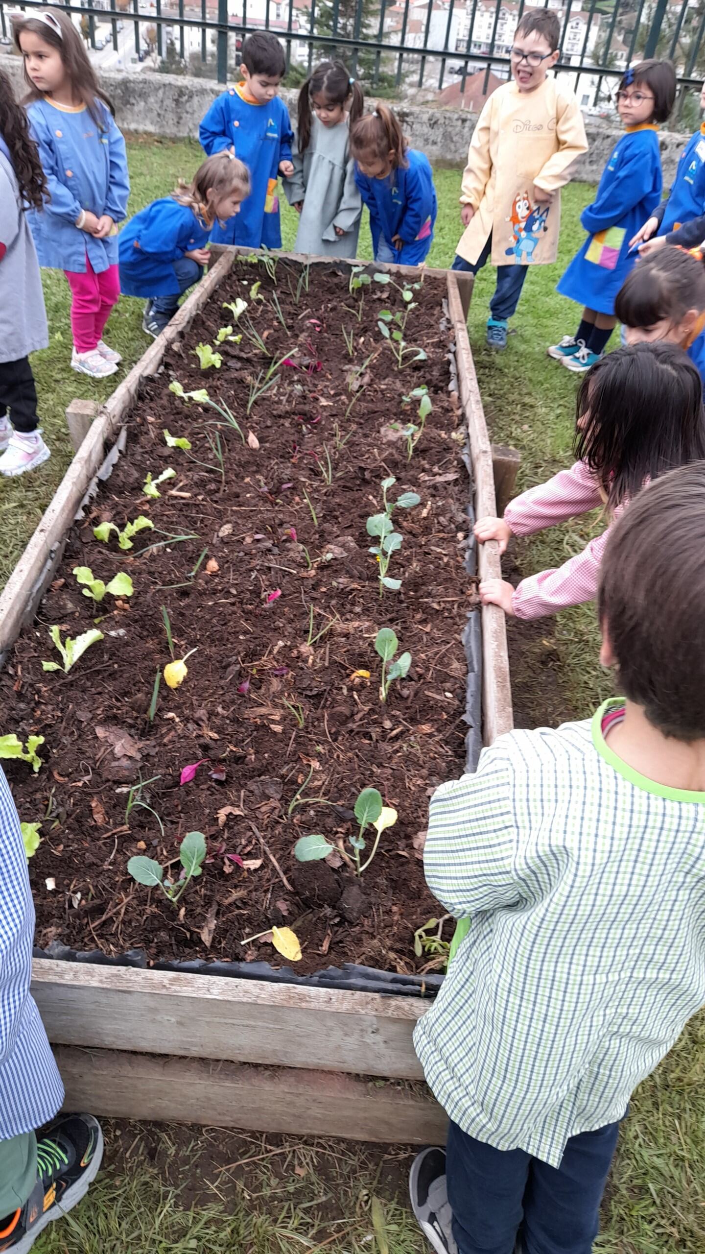 Plantação da horta em canteiros elevados. Os legumes serão posteriormente utilizados no refeitório da escola.