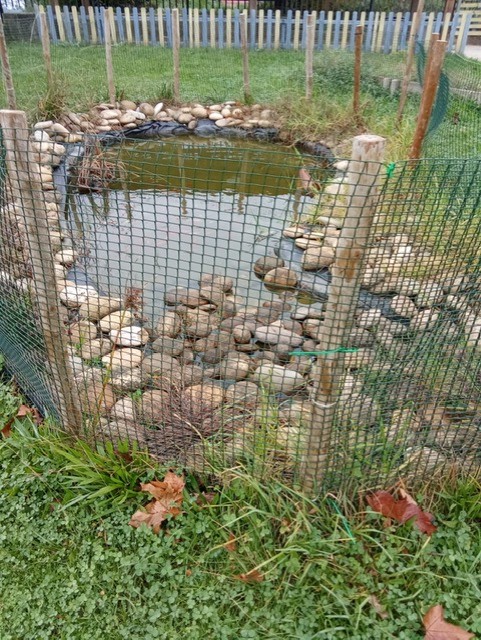 O lago antes da intervenção de limpeza e plantação dos arbustos. Este lago tem plantas aquáticas, rãs e peixes, estes são alimentados pelas crianças.