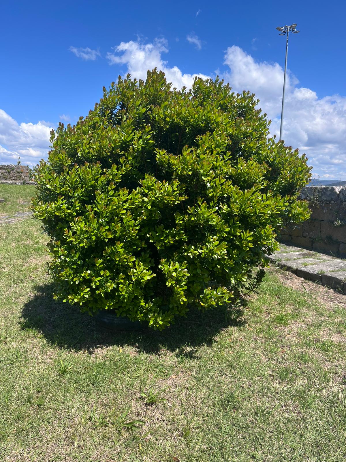 Abrunheiro.