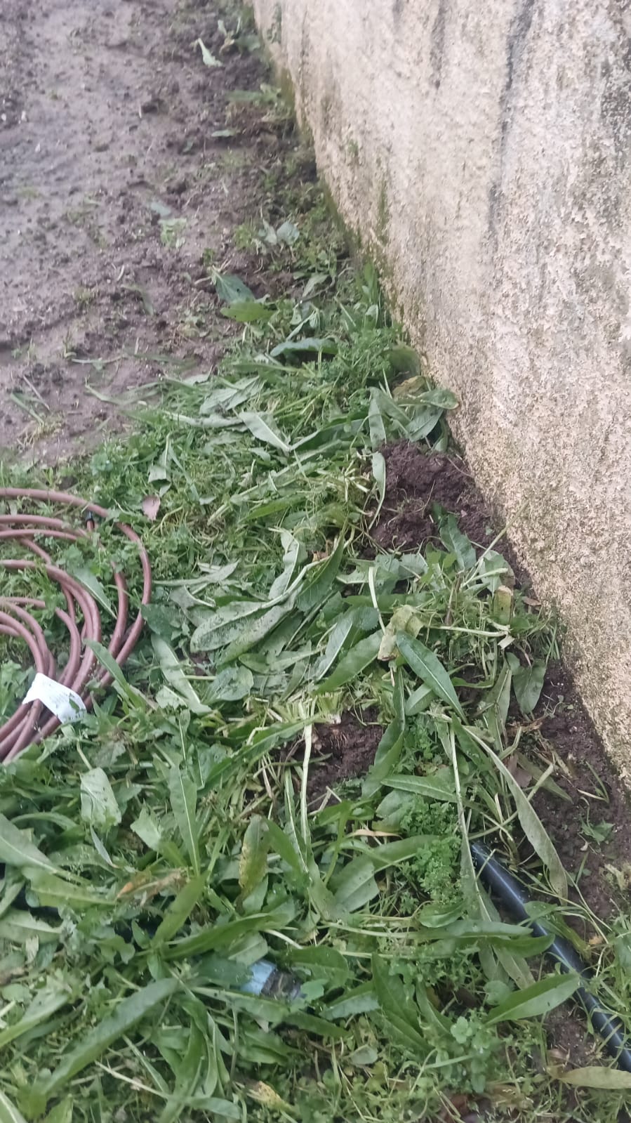 horta com vegetação