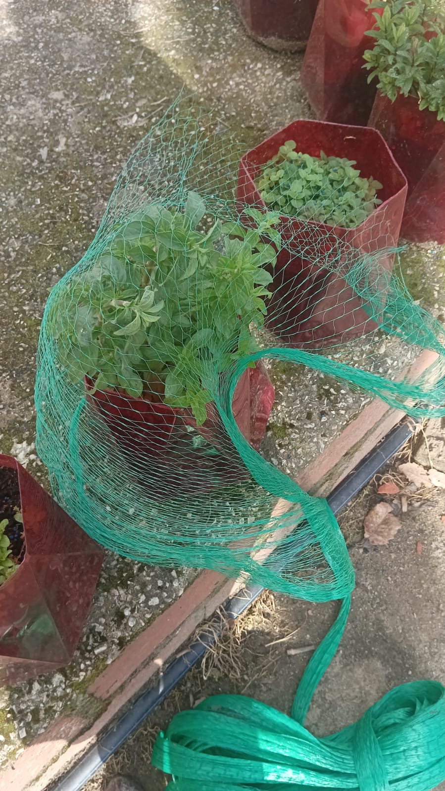 aromáticas