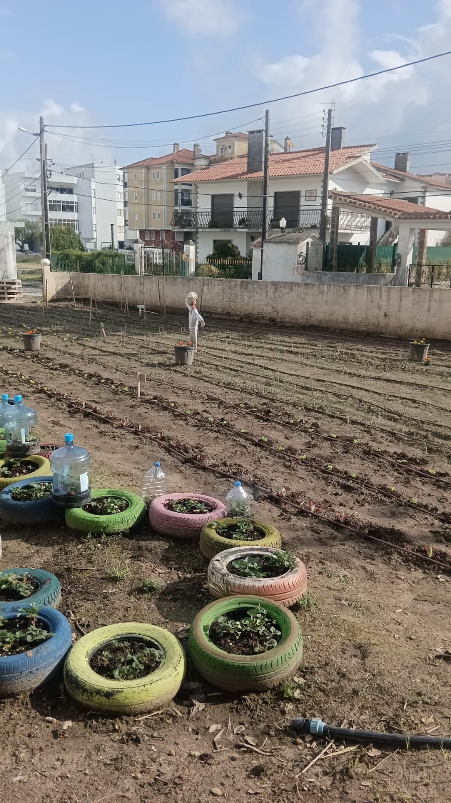 plantações