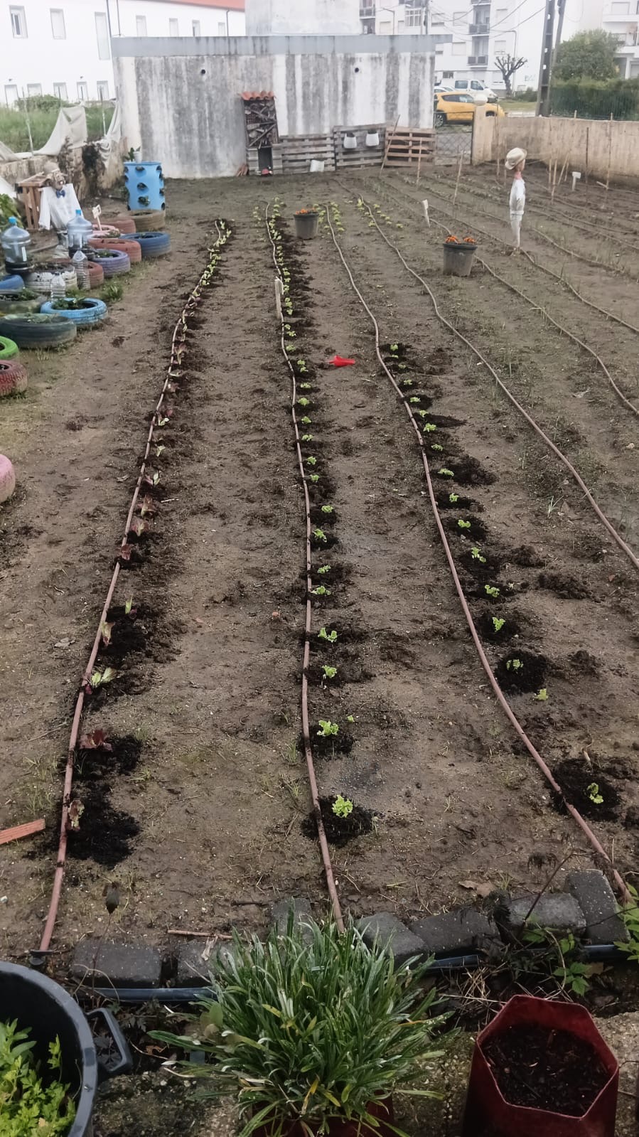 plantação alfaces