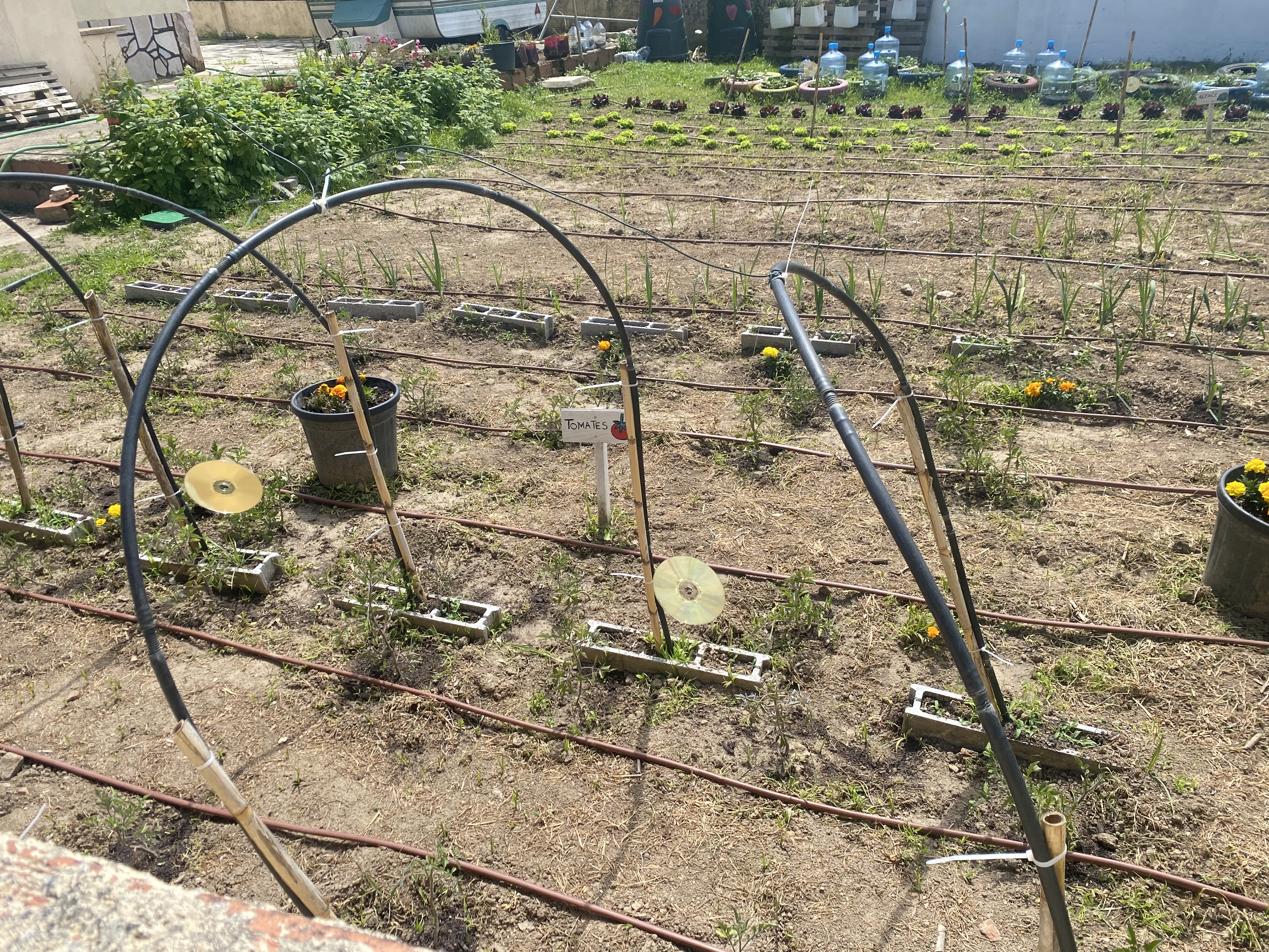 plantação tomates e estufa