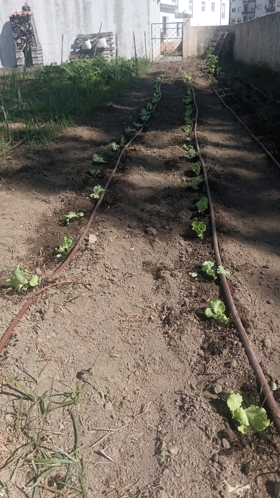 Plantações alfaces