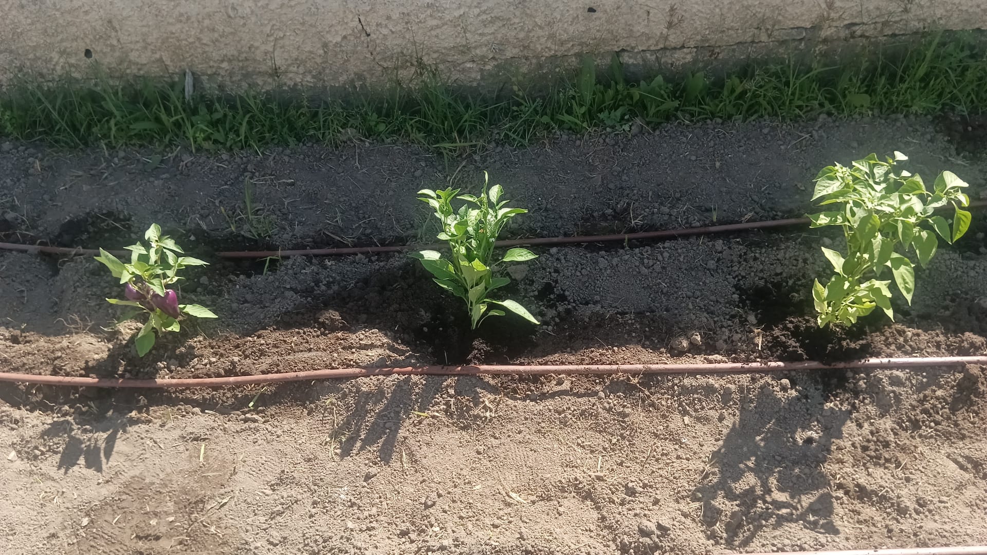 Plantação pimentos
