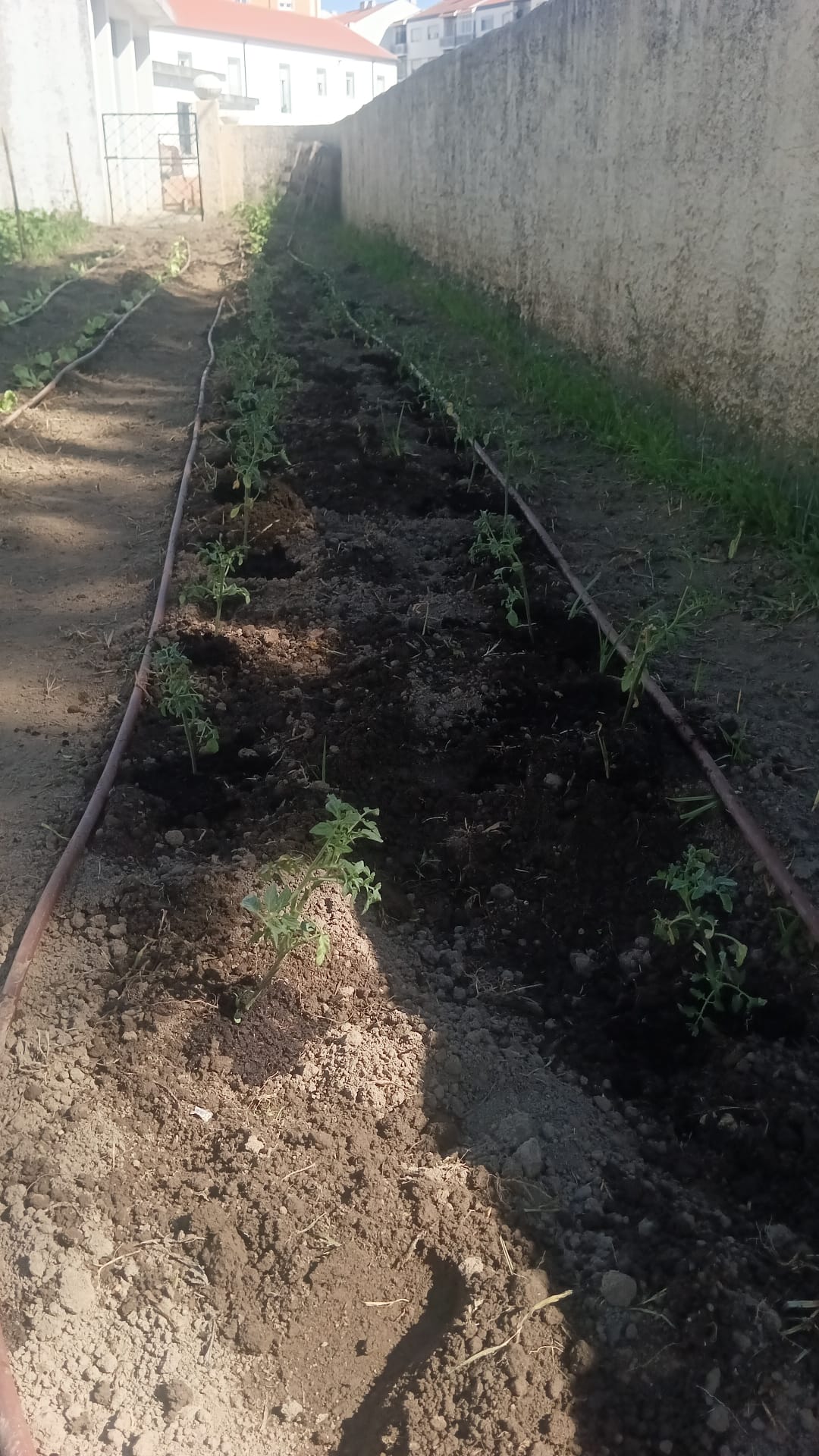 Plantação feijões