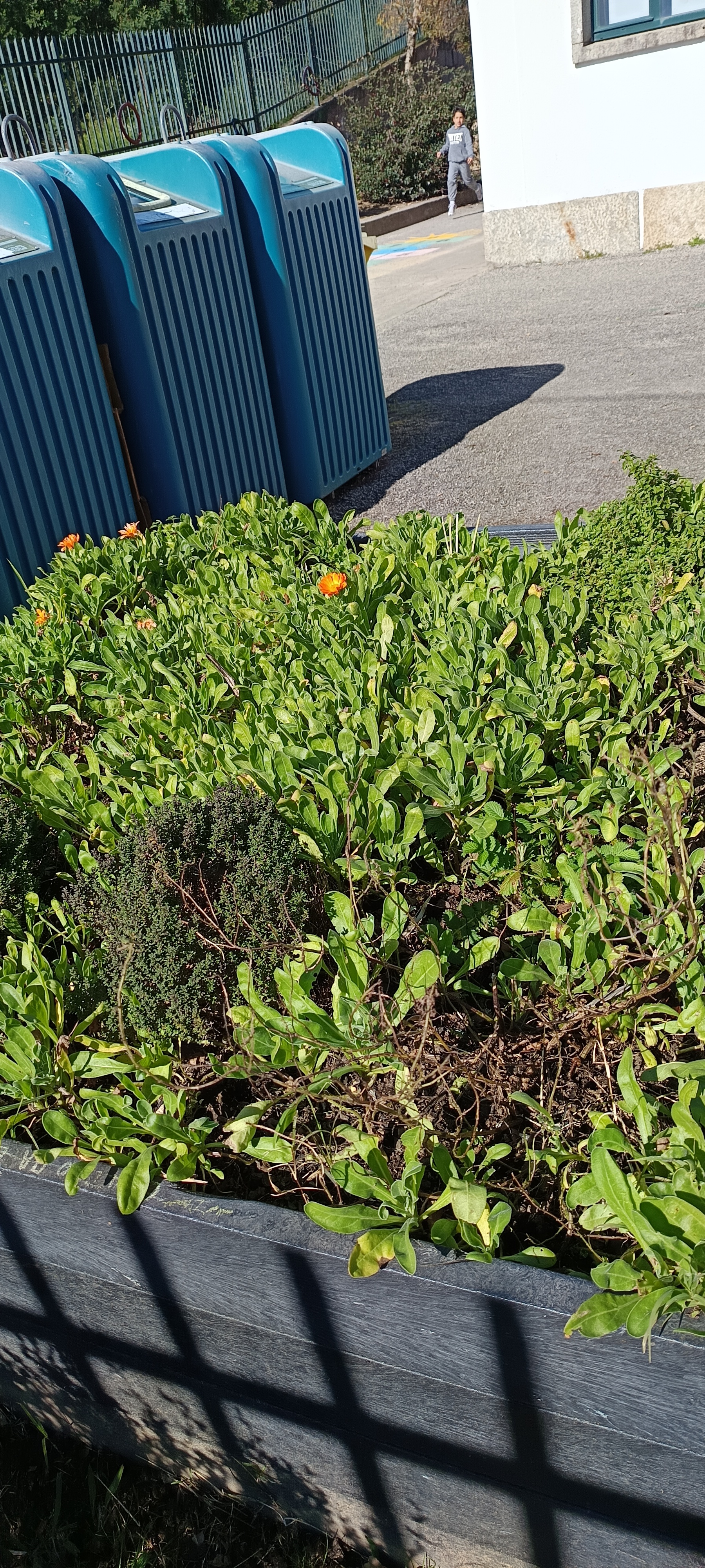 Horta em Janeiro com proliferação de calêndula.