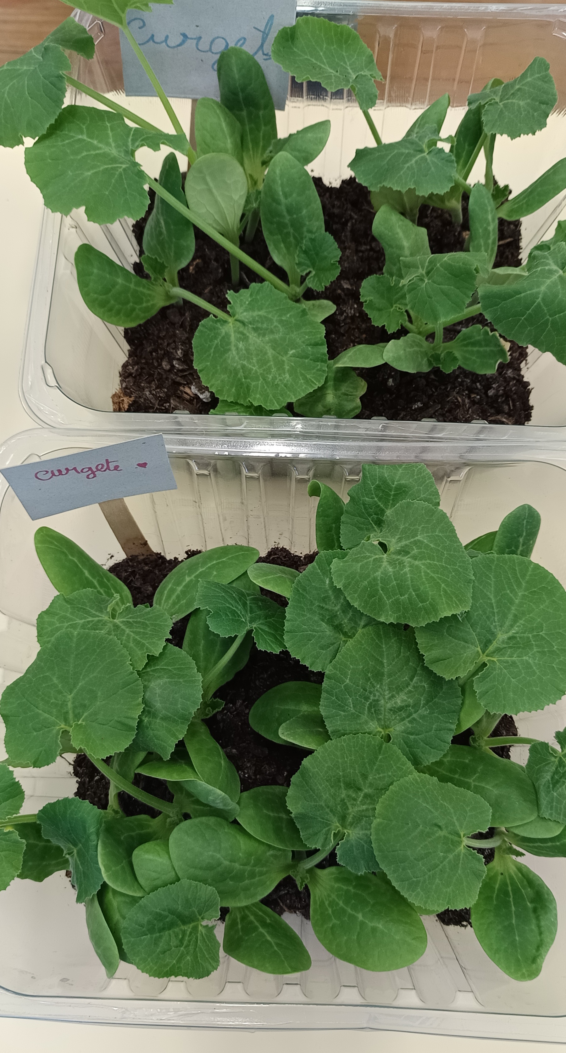 Nas sala de aula realizaram-se sementeiras de várias sementes para se plantarem na Horta.