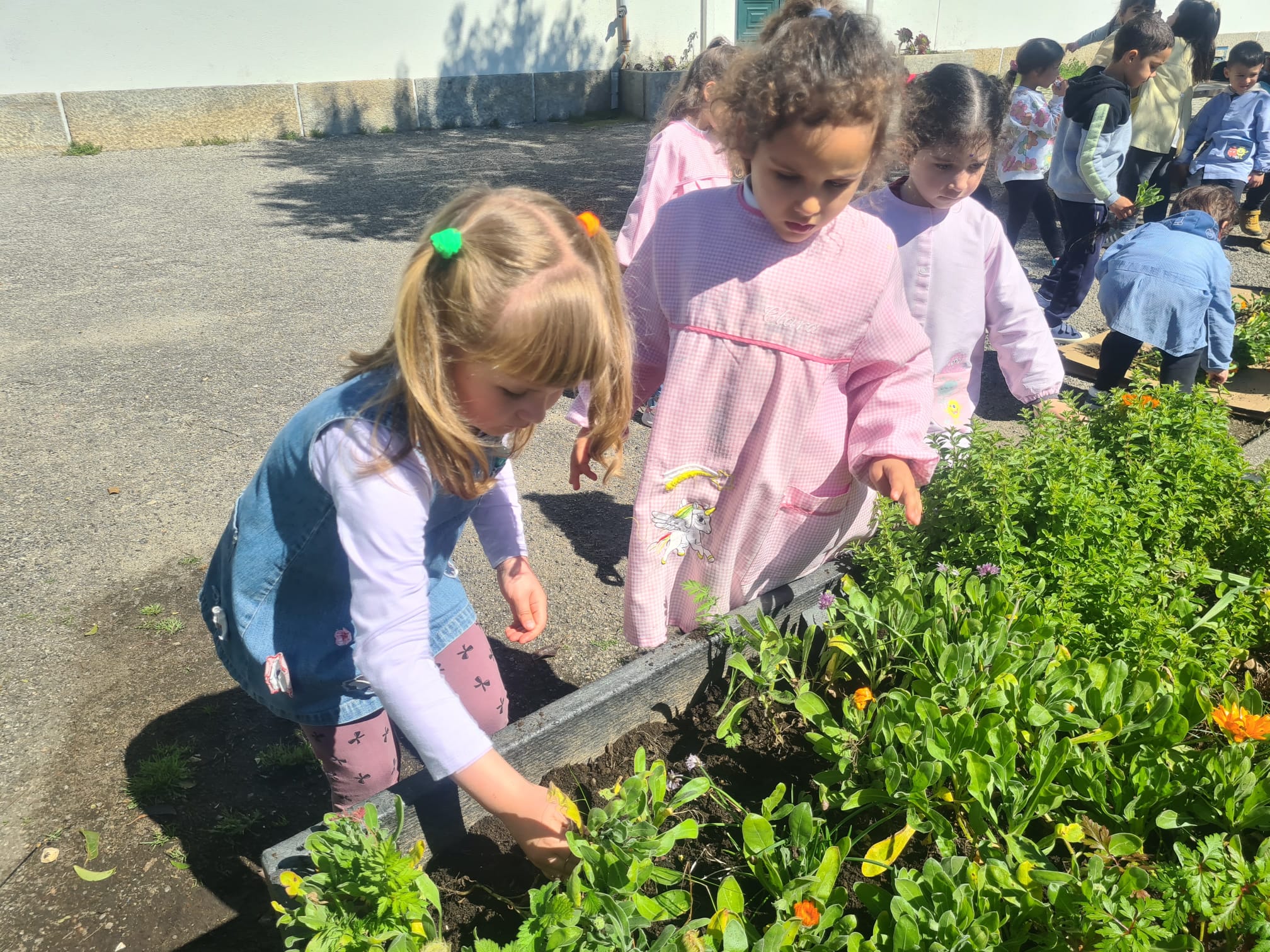 As turmas do Pré escolar além de fazerem sementeiras na sala também tiraram ervas, limparam parte da Horta e plantaram curgetes (que foram comidas pelos caracóis).