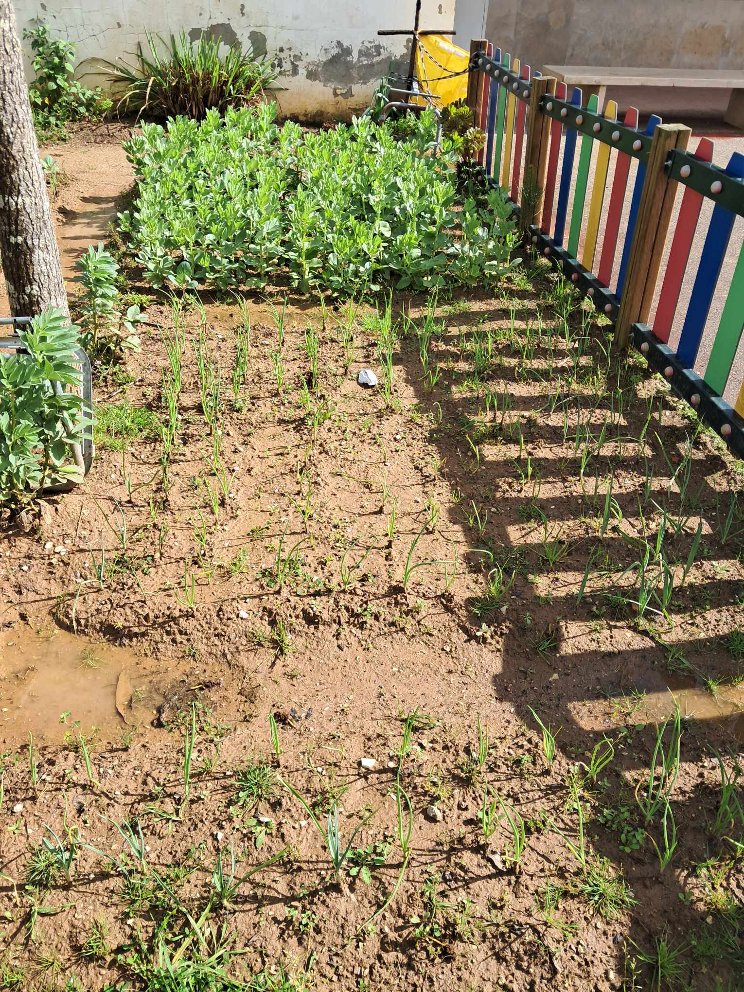 Plantações de favas e cebolas, após a preparação dos solos iniciados em janeiro.