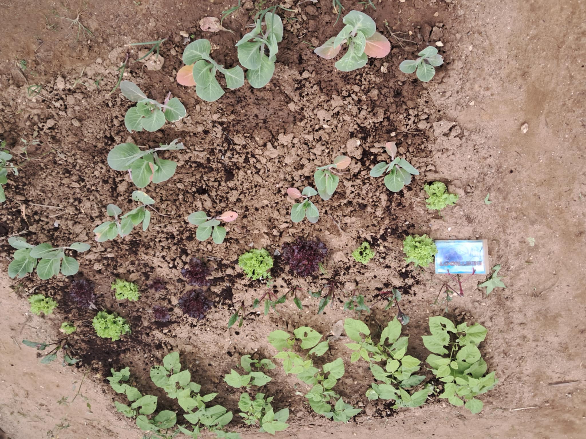 Plantação de couves e feijão da Horta 1.