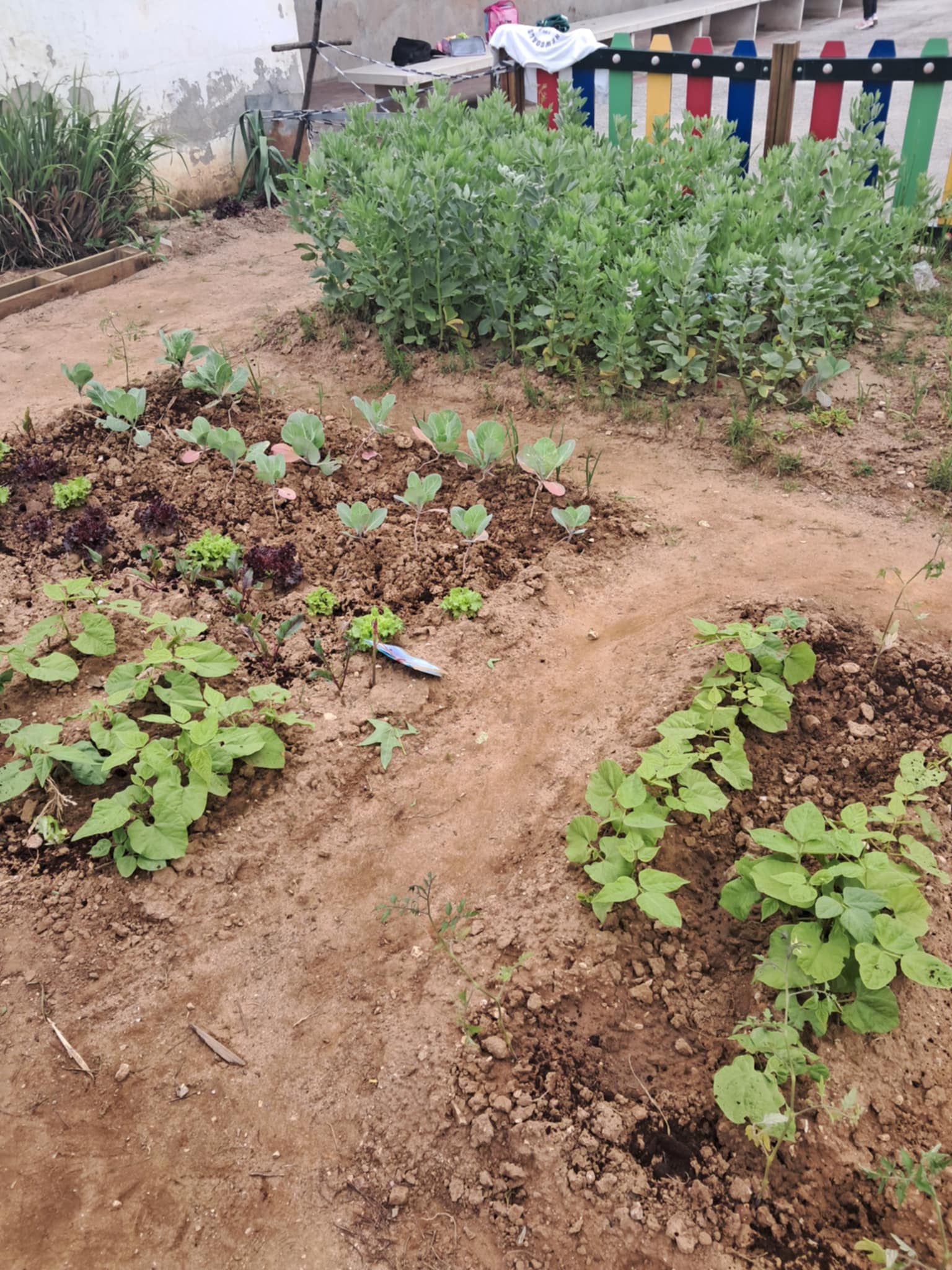 Plantação das favas.