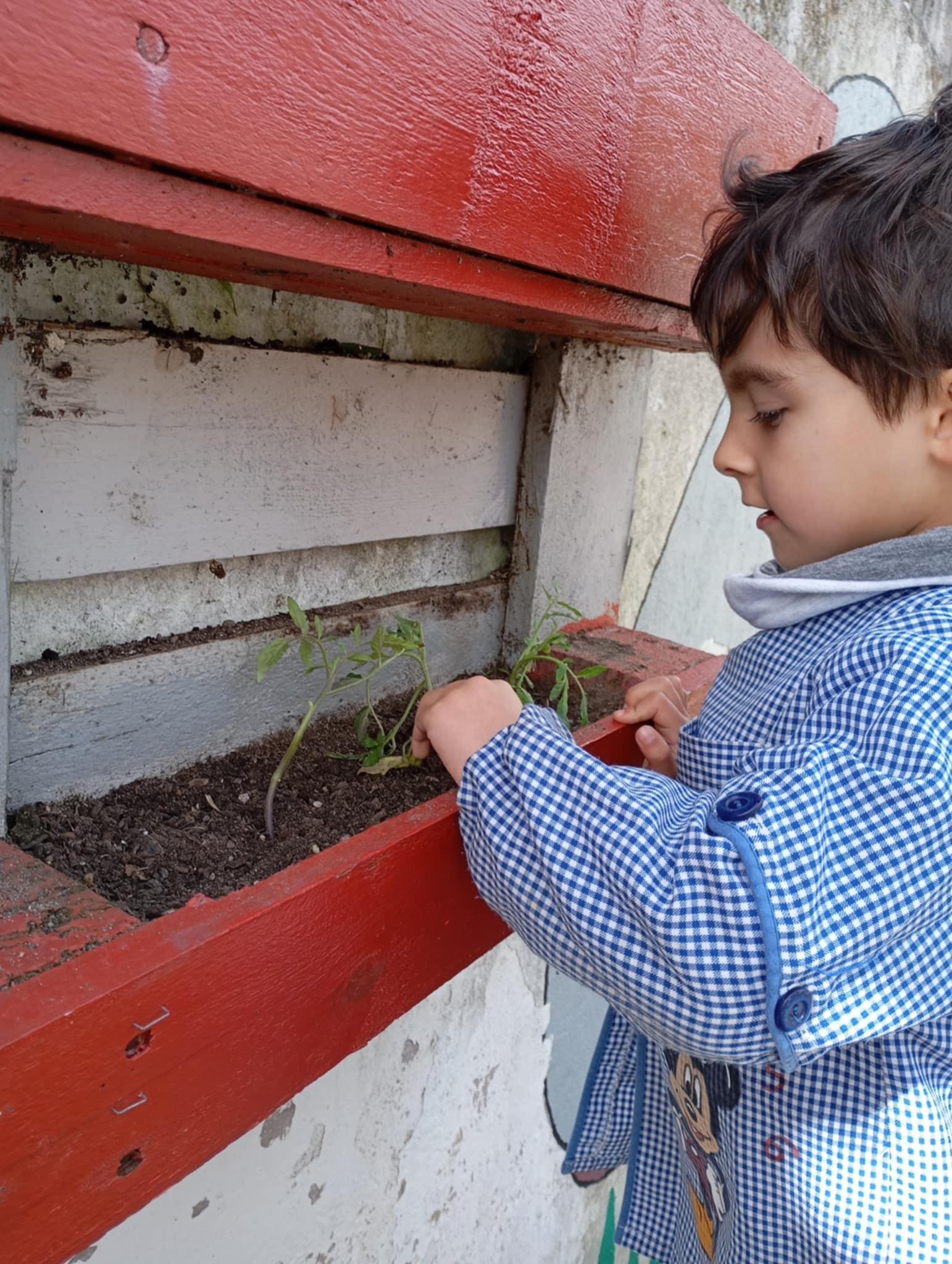 Cultivo de tomate