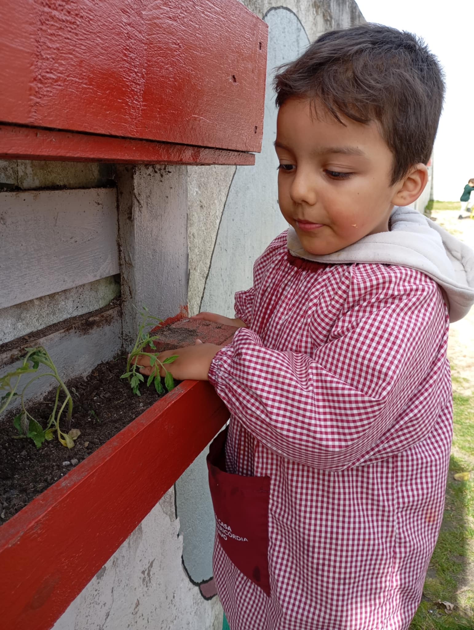 Cultivo de tomate.
Como é bom mexer na terra!