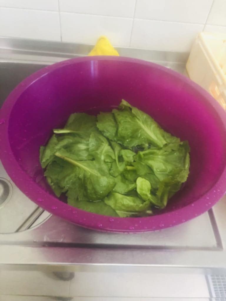 Hoje foi dia de colher alface e de crescer em consciência ecológica.