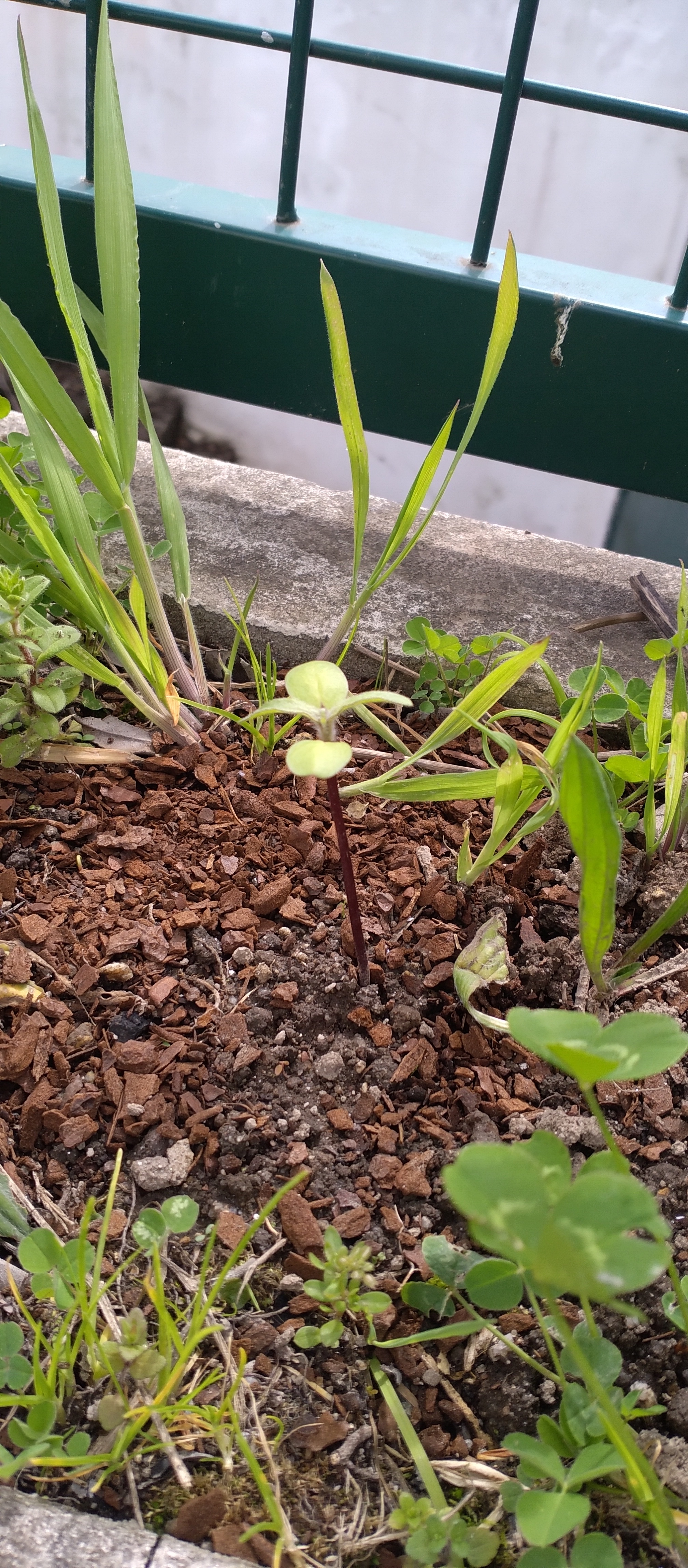 Plantas transplantadas- girassol