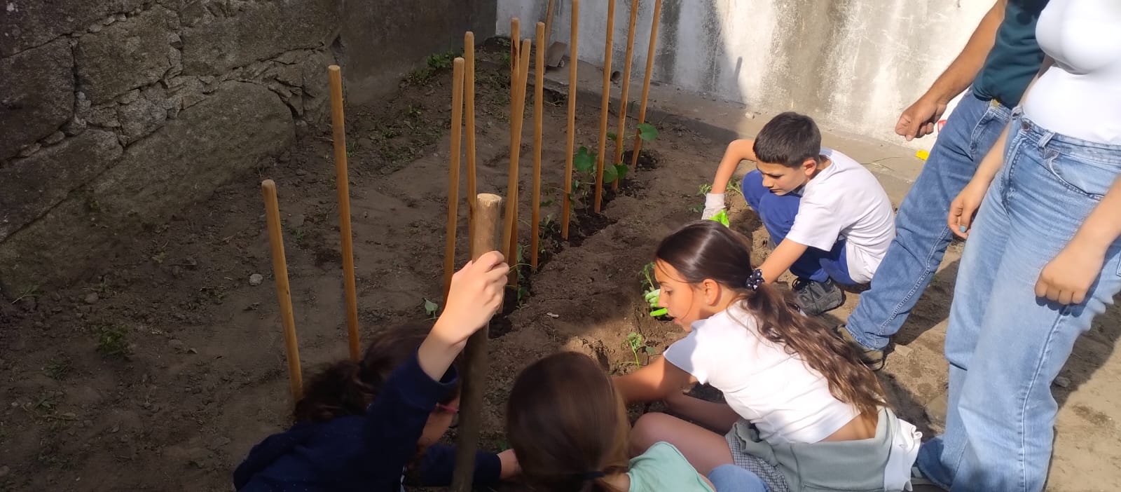 Alunos a plantas os pimentos
