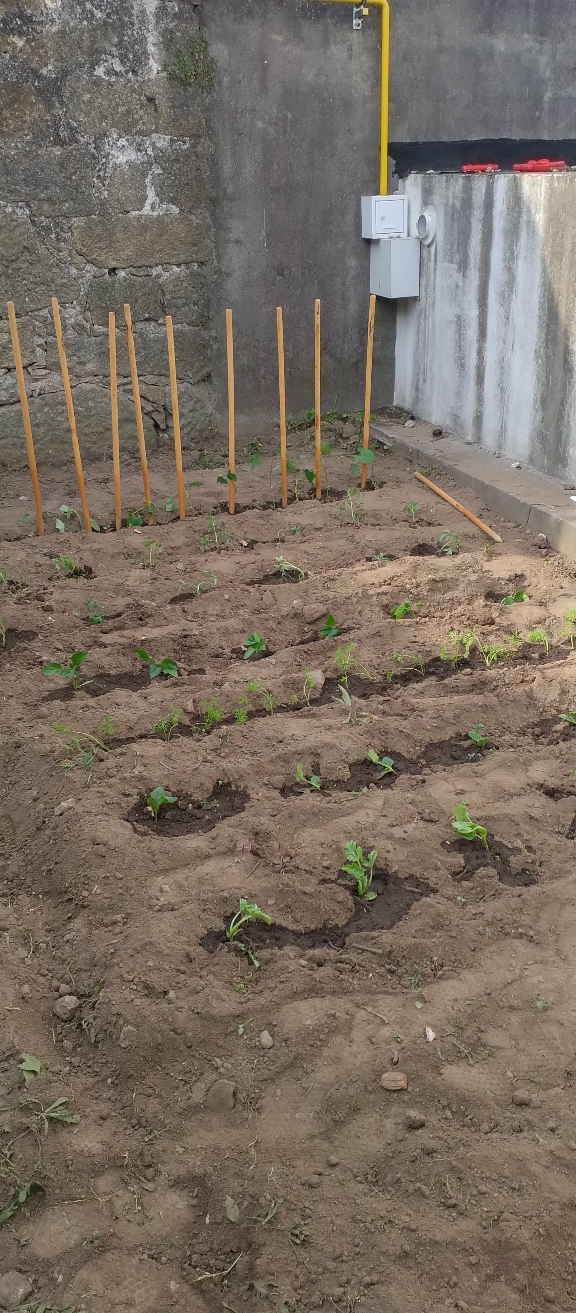 Vista geral das plantações