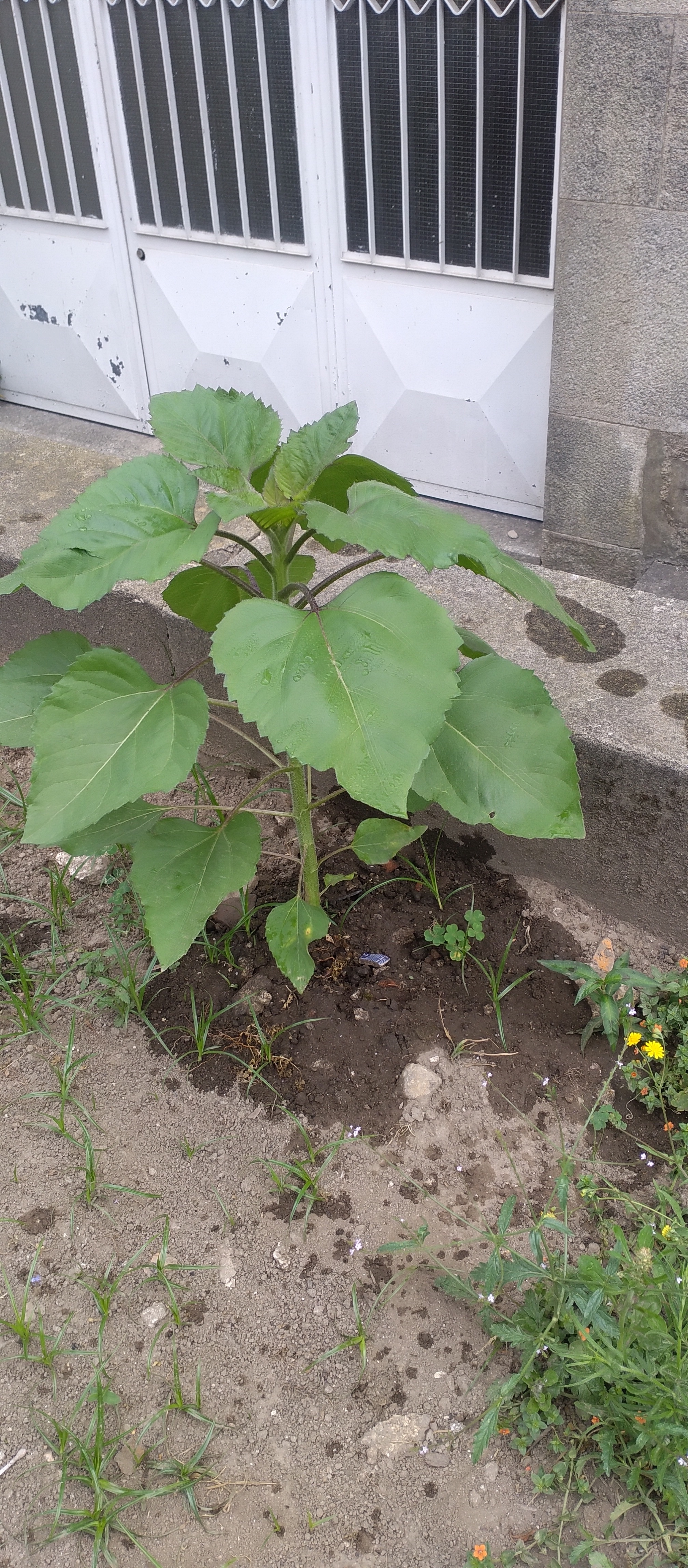 Girassol gigante a começar a florir