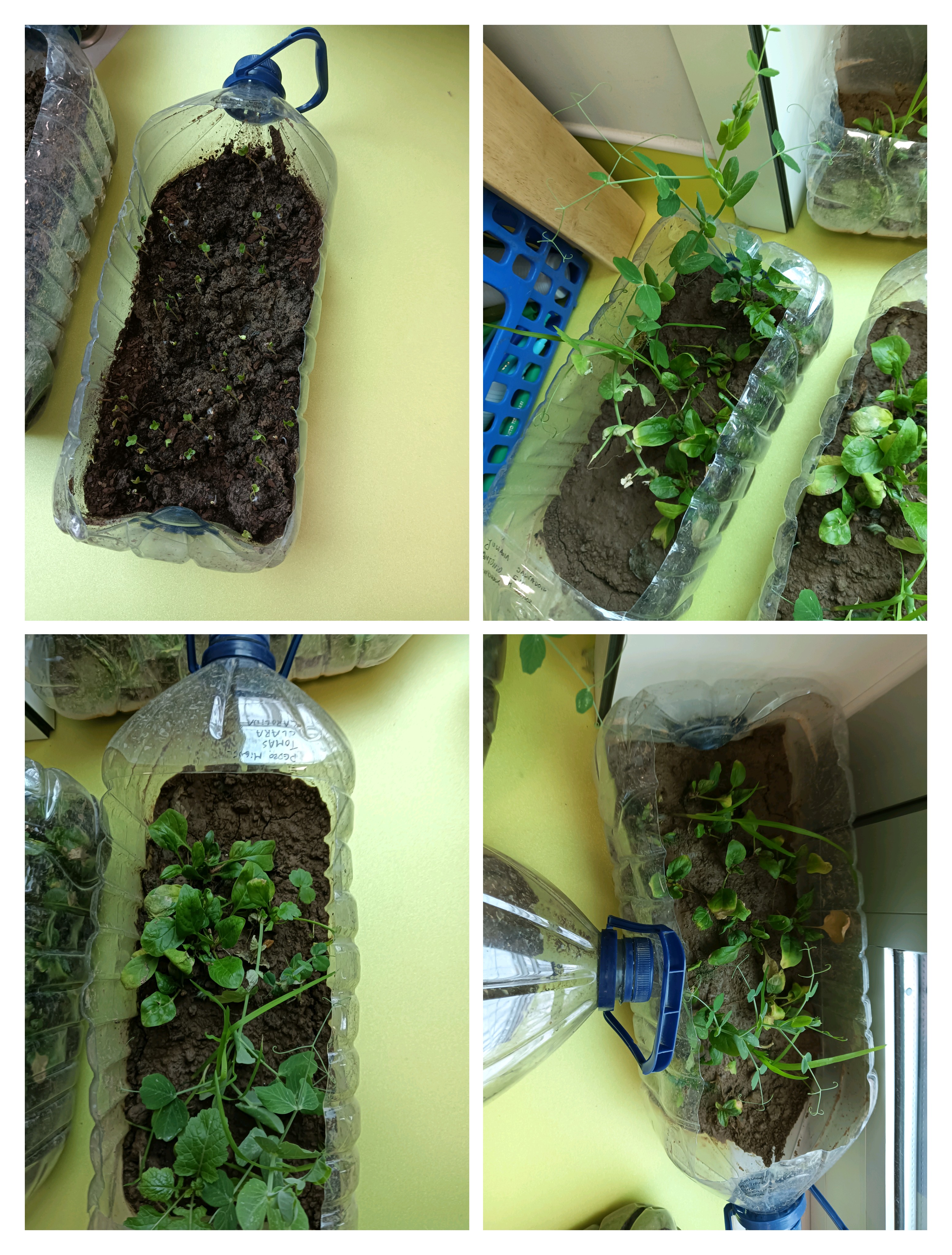 germinação em sala