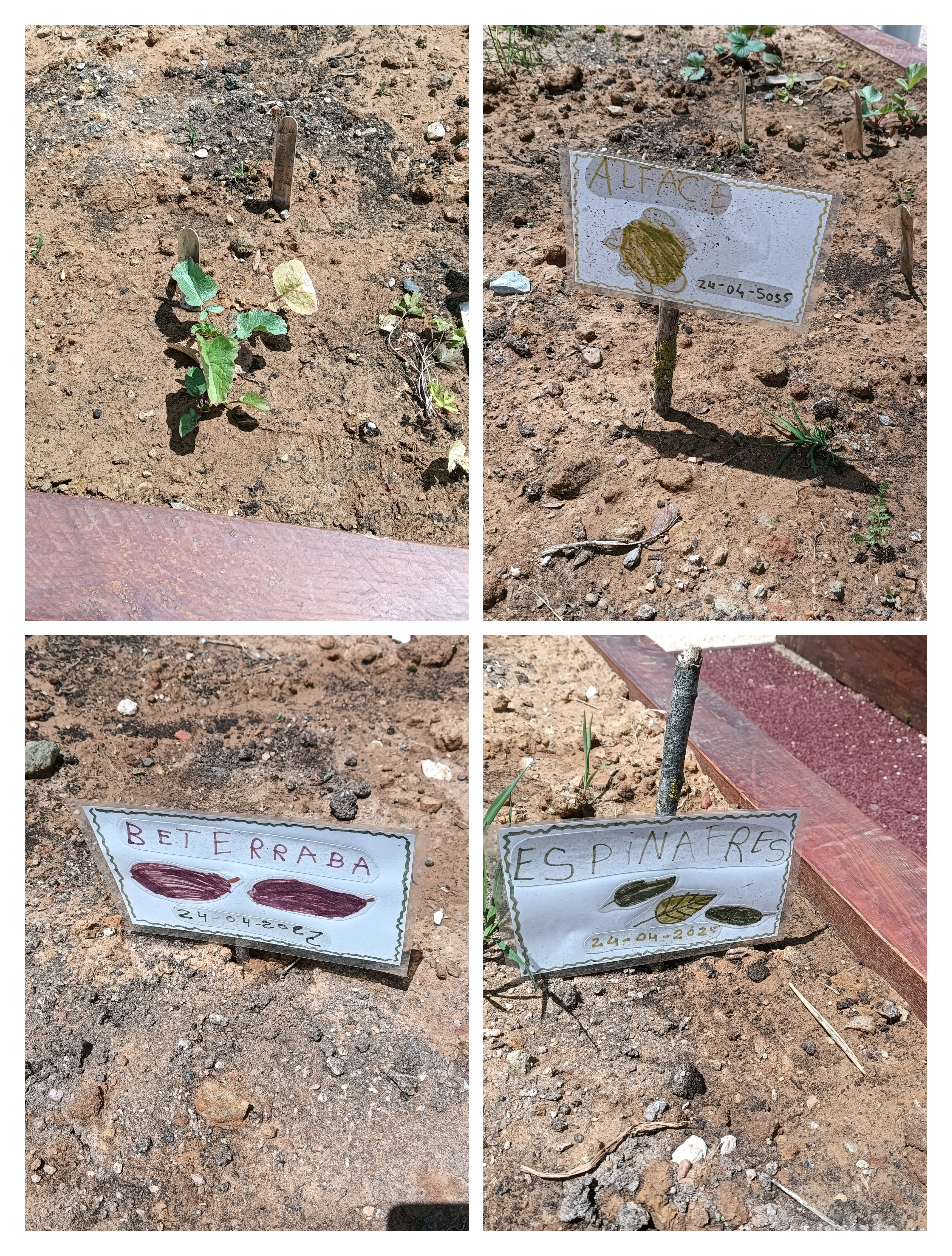transplantação, sementeira e identificação