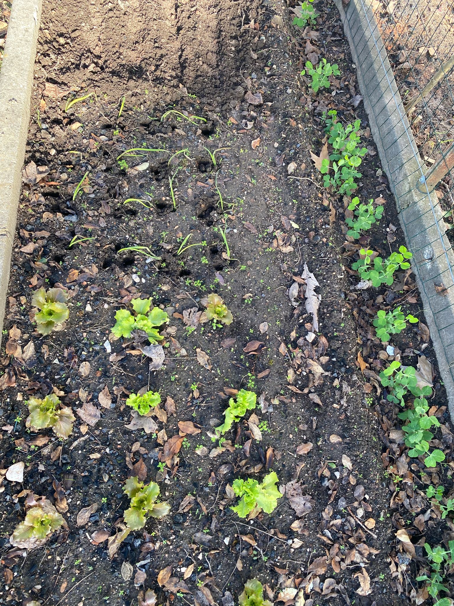 Foram também plantados morangueiros e cebolas. As ervilhas, as favas e as alfaces já estão a crescer.