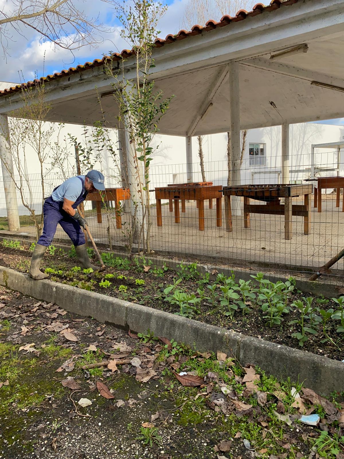 Para além de plantar e semear, há que cuidar da horta, sachando a terra.